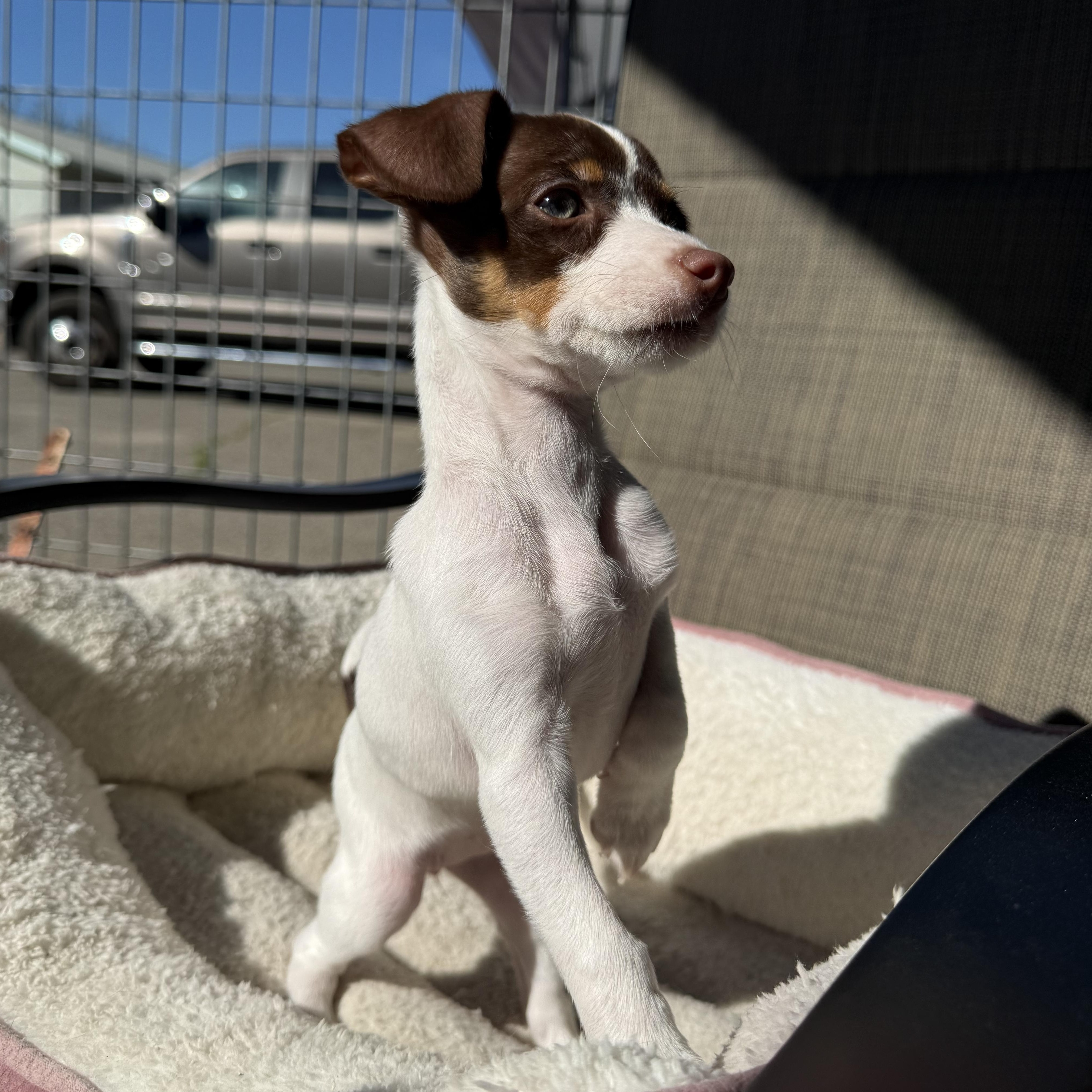 Enlarge Jinx, an adopted mixed breed in modesto, CA image 6/6