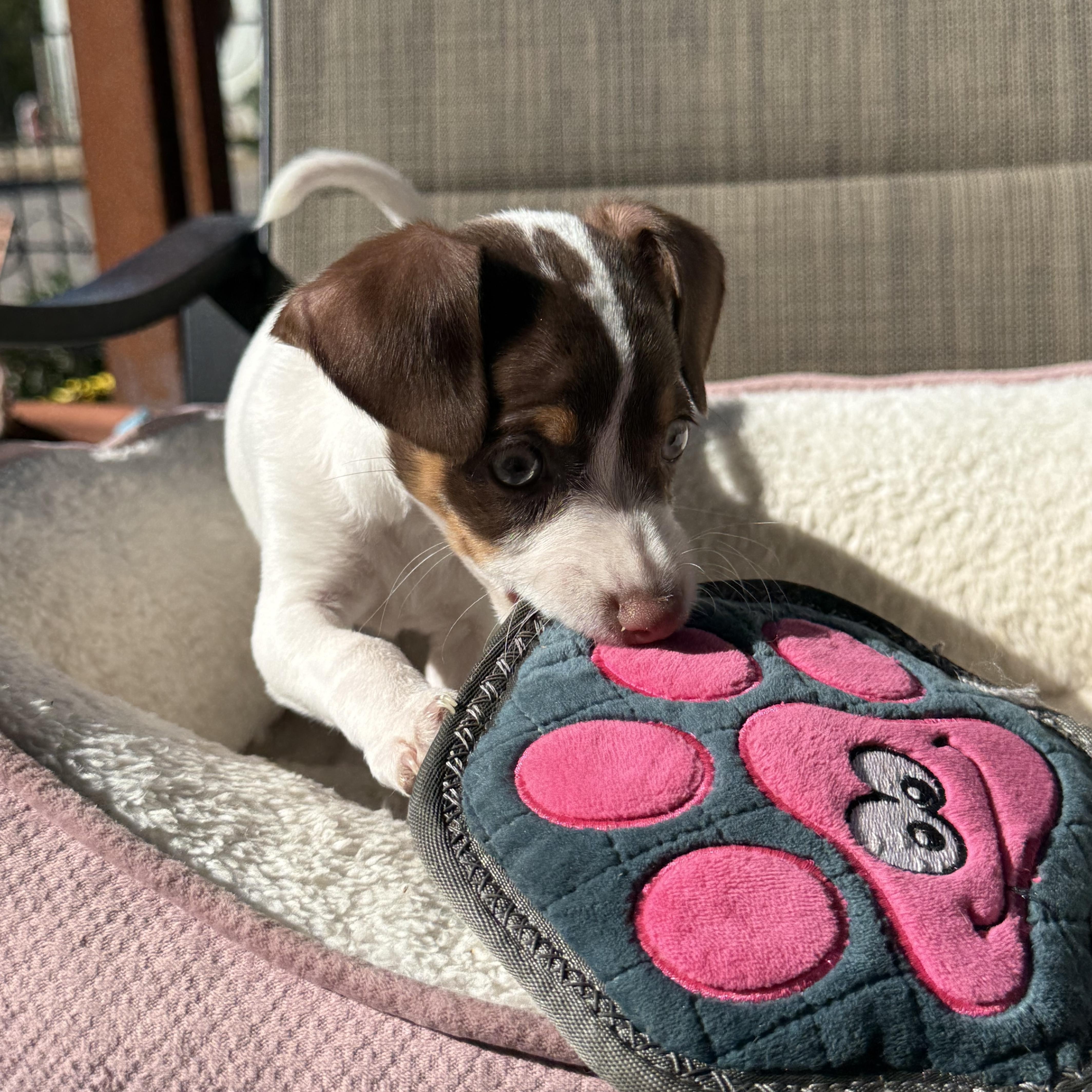 Enlarge Jinx, an adopted mixed breed in modesto, CA image 2/6