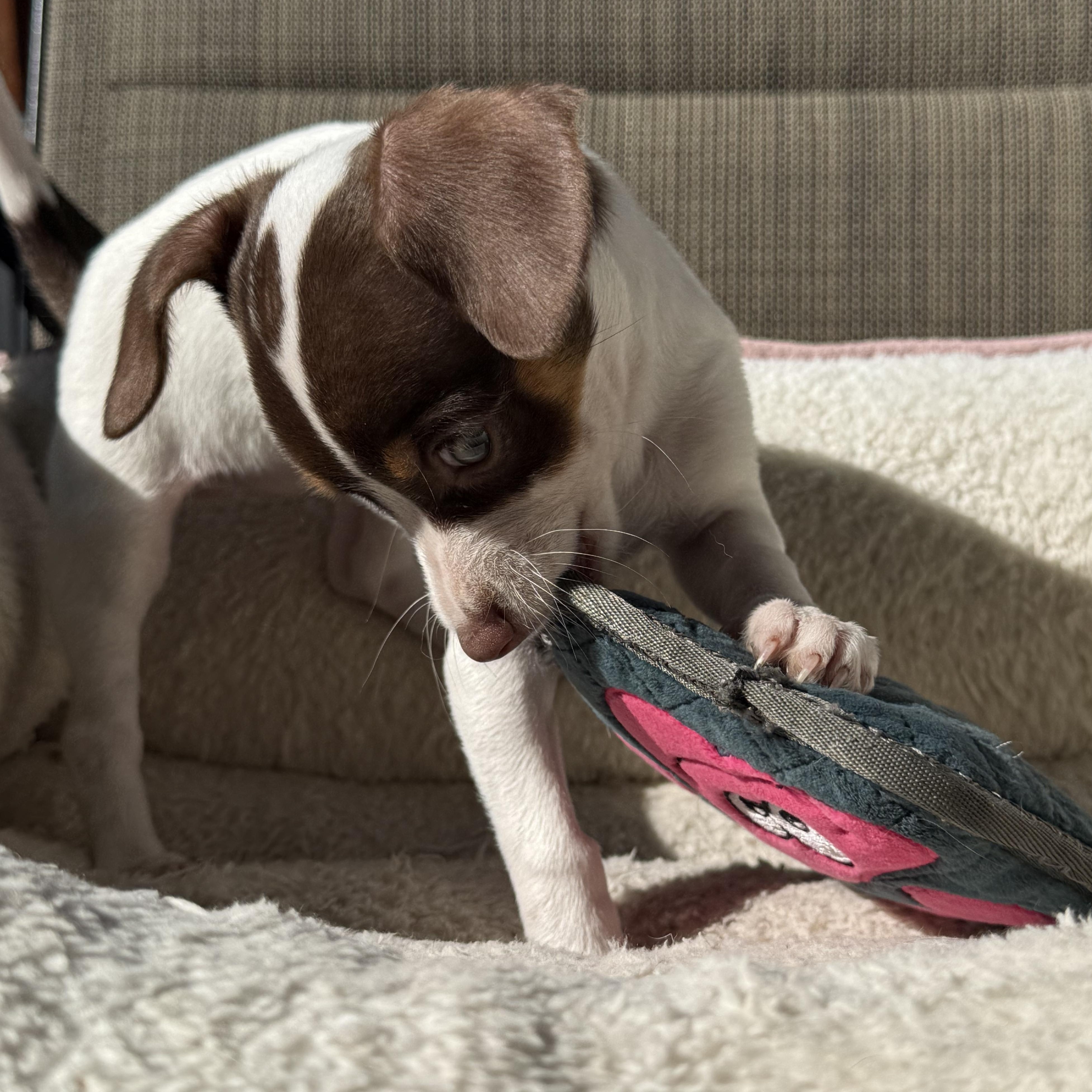 Enlarge Jinx, an adopted mixed breed in modesto, CA image 5/6