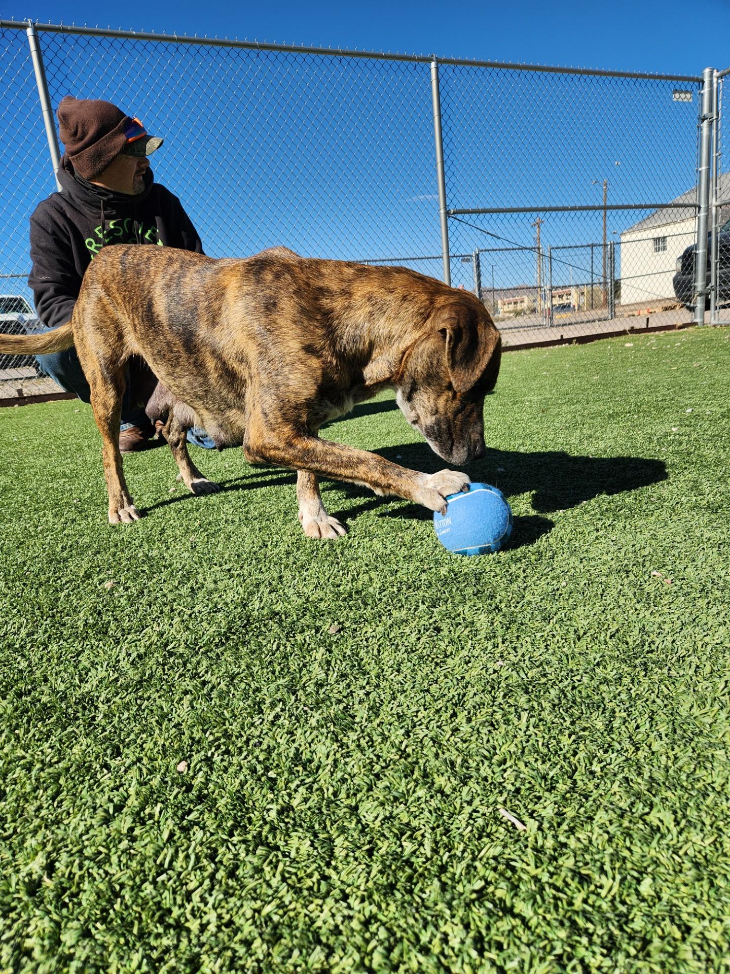 Enlarge Feliz, a ADOPTABLE mixed breed in Truth or Consequences , NM image 1/6