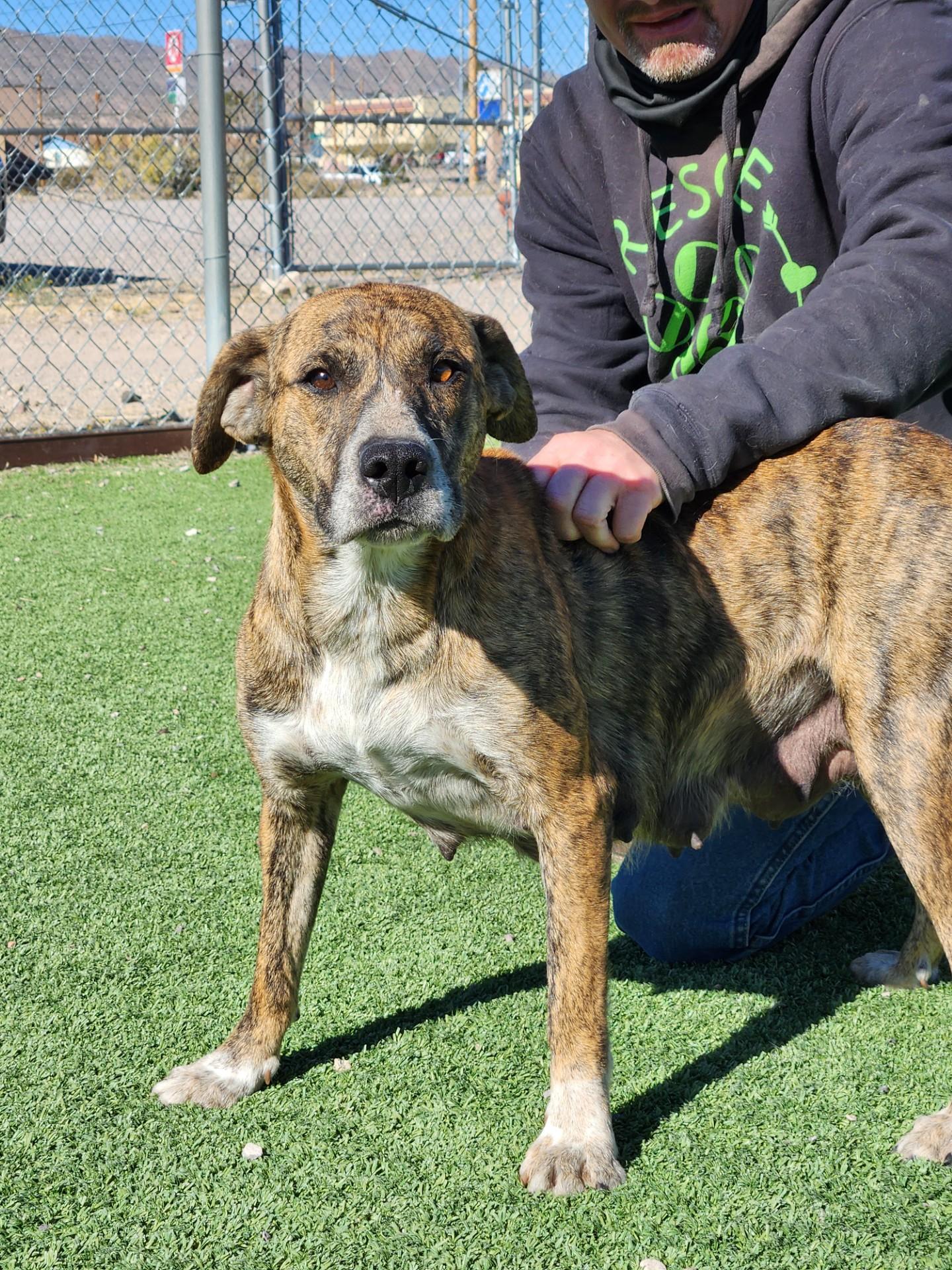 Enlarge Feliz, a ADOPTABLE mixed breed in Truth or Consequences , NM image 2/6