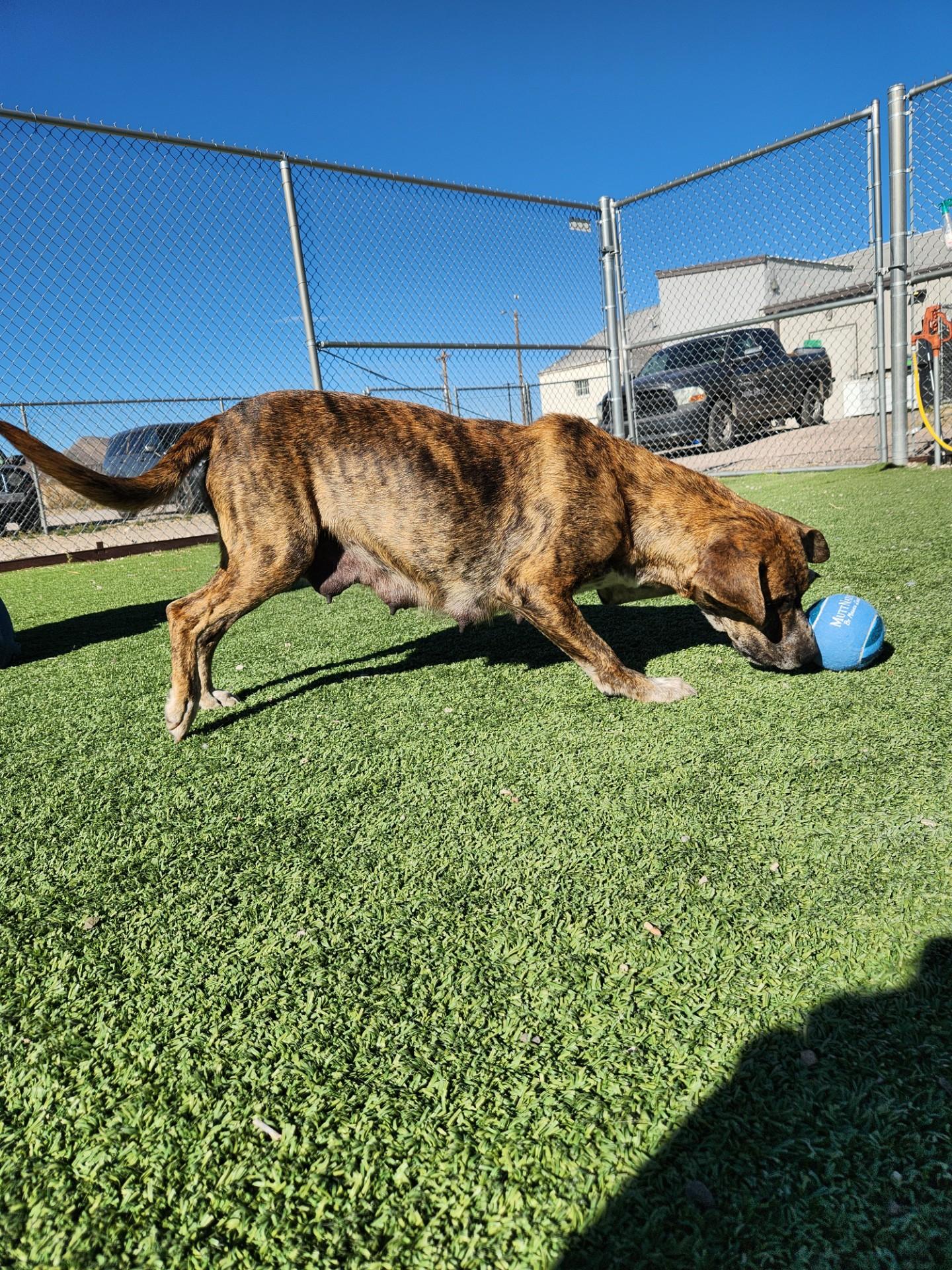 Enlarge Feliz, a ADOPTABLE mixed breed in Truth or Consequences , NM image 3/6