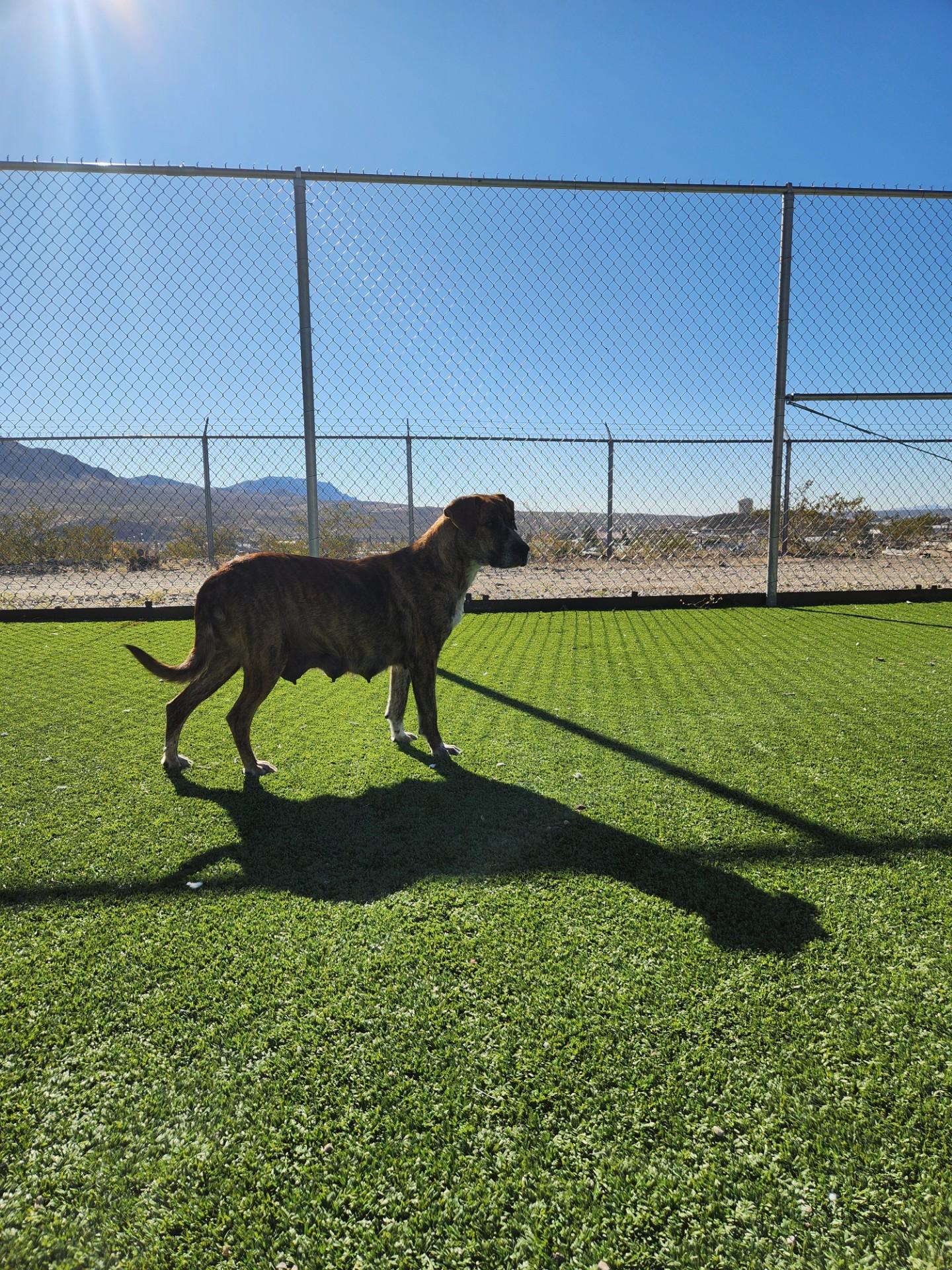 Enlarge Feliz, a ADOPTABLE mixed breed in Truth or Consequences , NM image 4/6