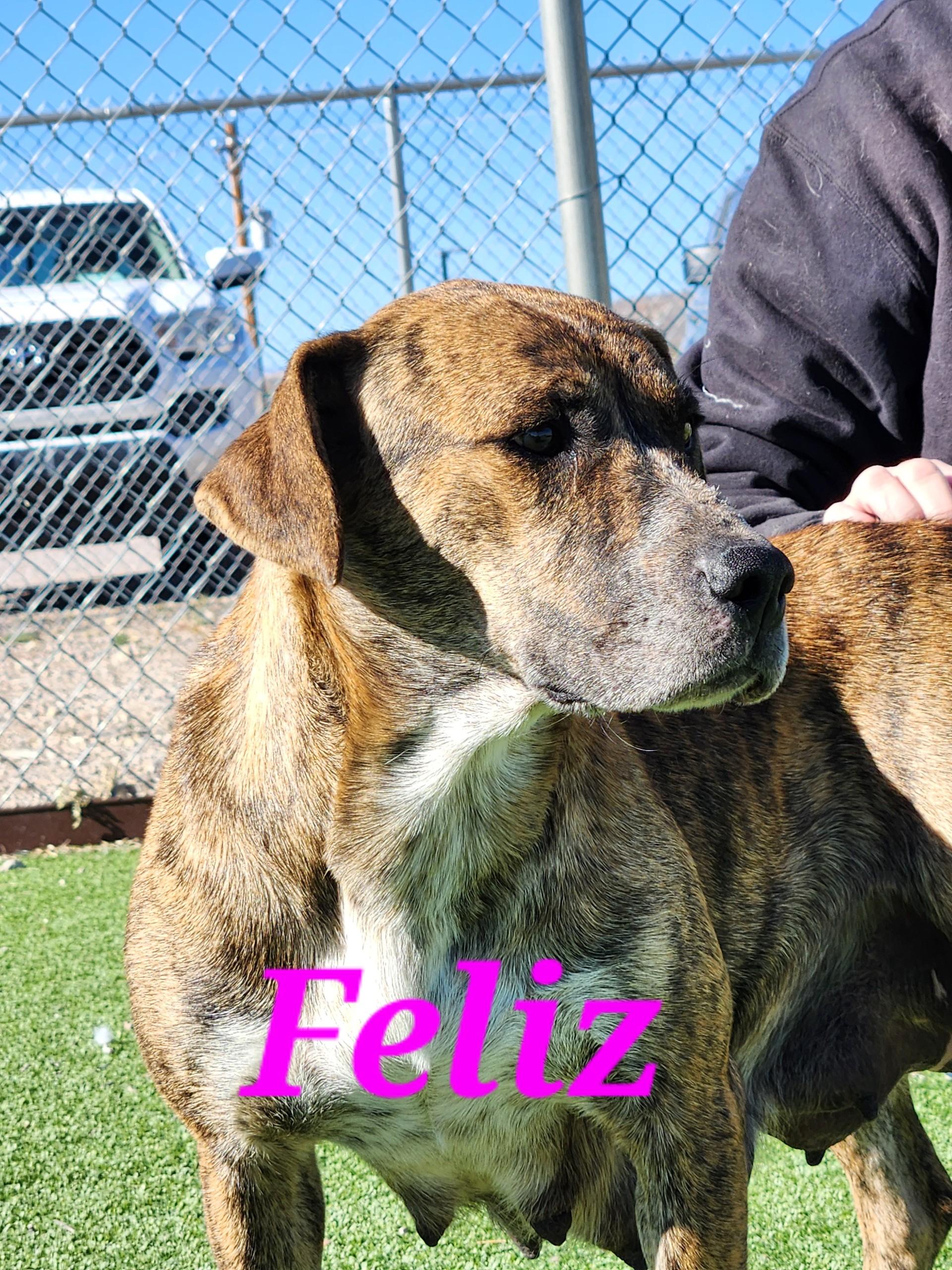 Enlarge Feliz, a ADOPTABLE mixed breed in Truth or Consequences , NM image 6/6