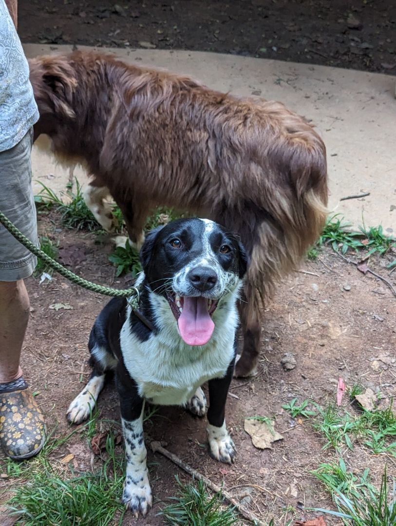 Buddy, a Adoptable mixed breed in Gum Spring, VA image 1/14