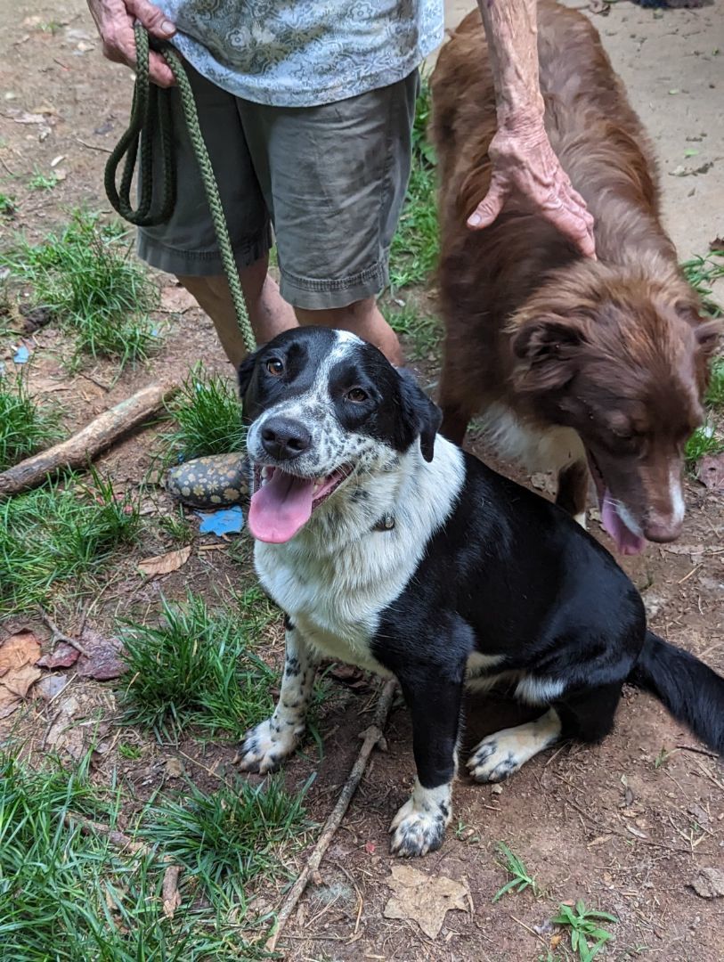 Buddy, a Adoptable mixed breed in Gum Spring, VA image 3/14