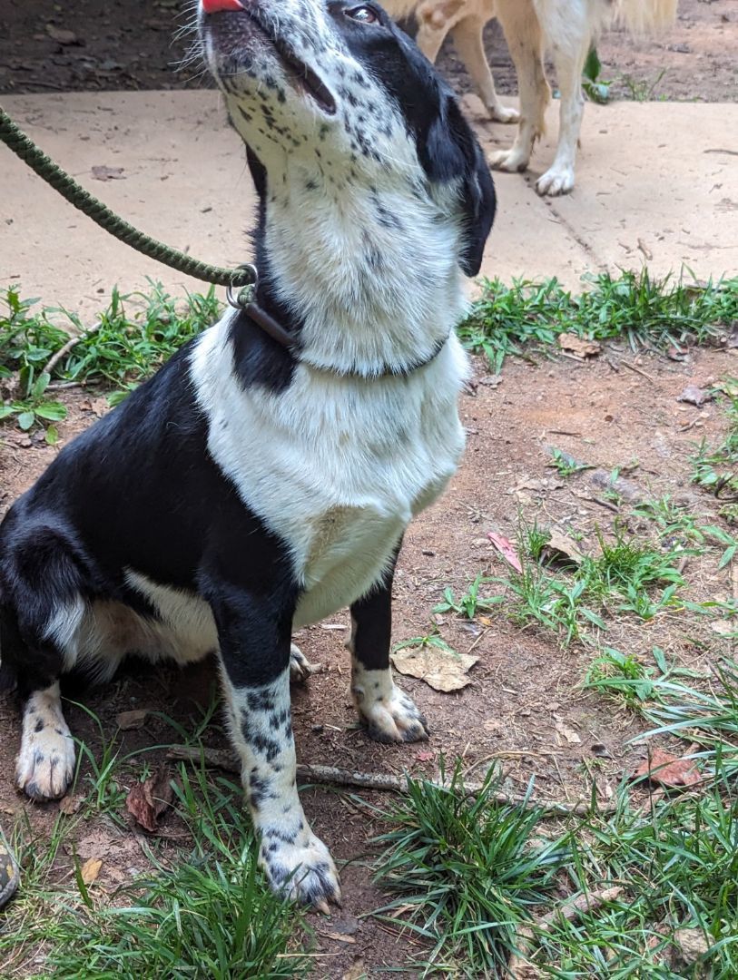 Buddy, a Adoptable mixed breed in Gum Spring, VA image 4/14