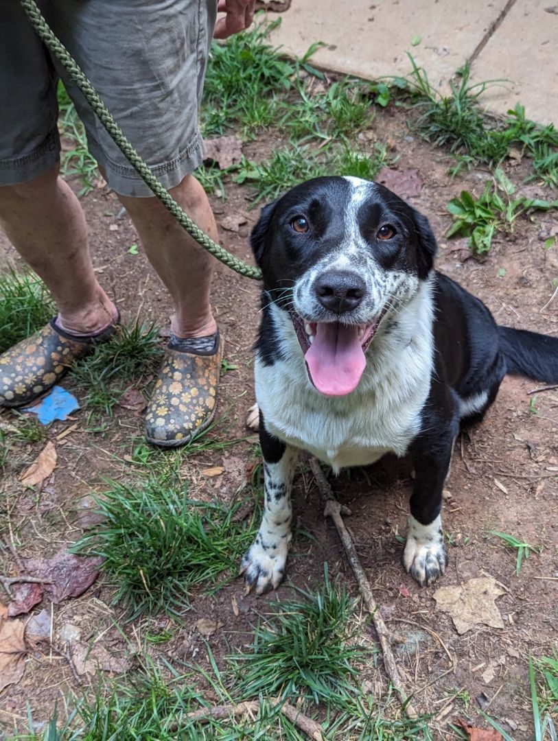 Buddy, a Adoptable mixed breed in Gum Spring, VA image 5/14