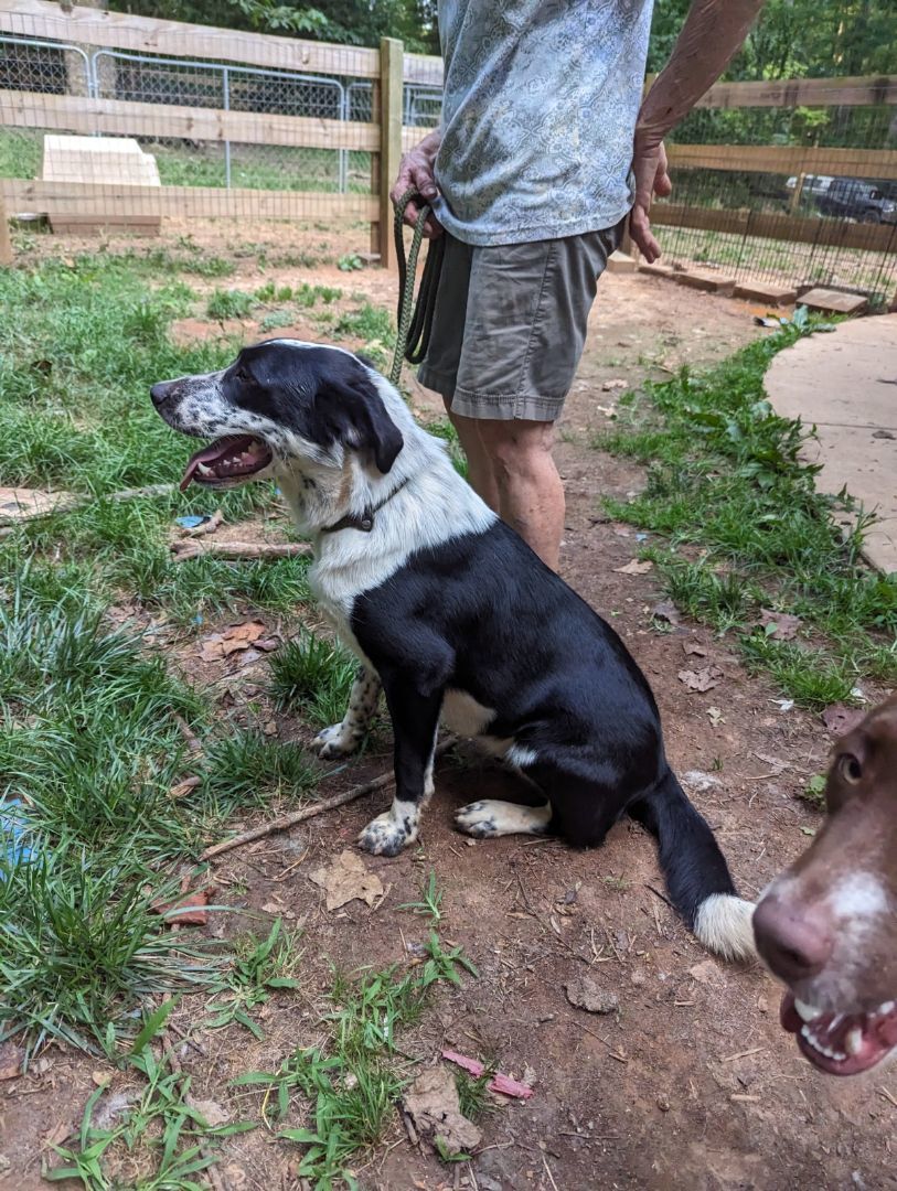 Buddy, a Adoptable mixed breed in Gum Spring, VA image 6/14