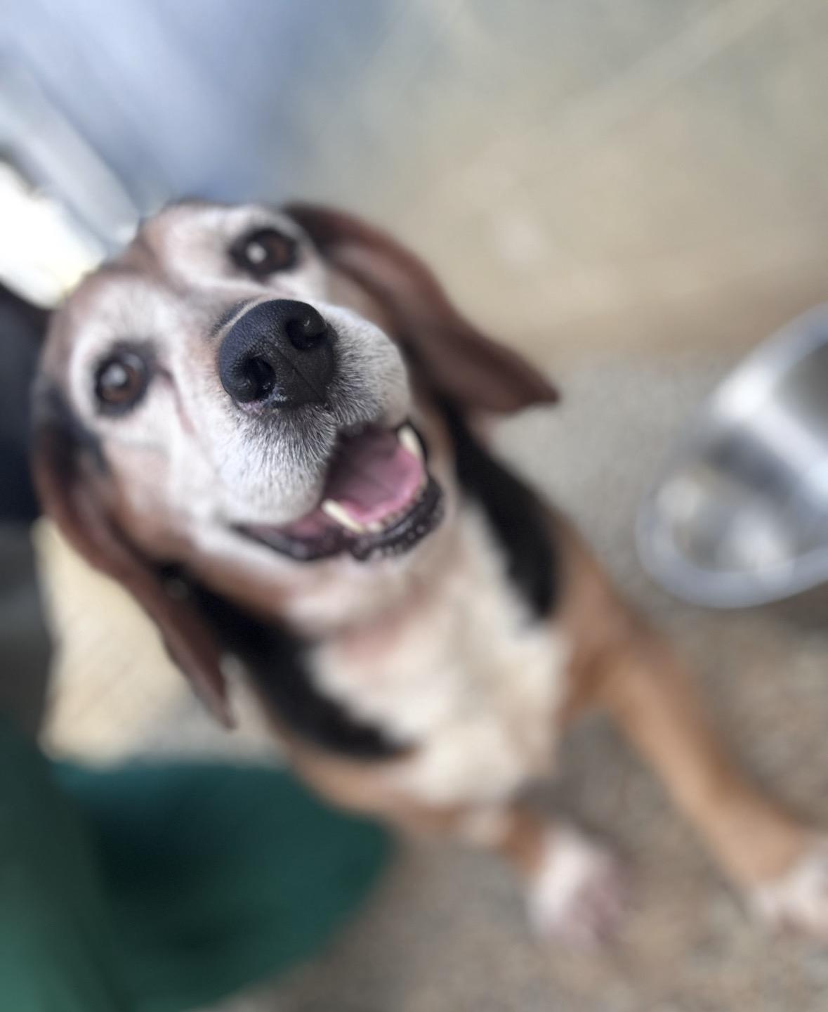Thor, an adopted Beagle in North Little Rock, AR image 1/2
