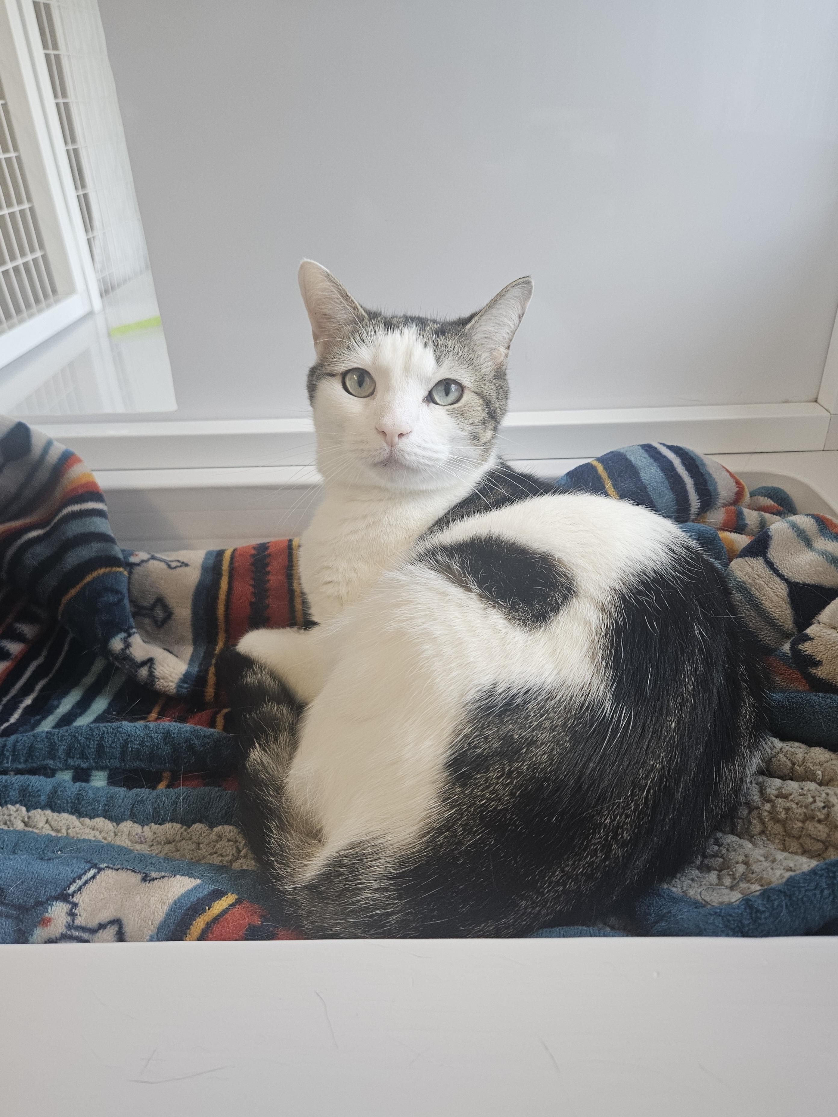 Enlarge Chloe, a ADOPTABLE Domestic Short Hair in Melbourne, FL image 1/1
