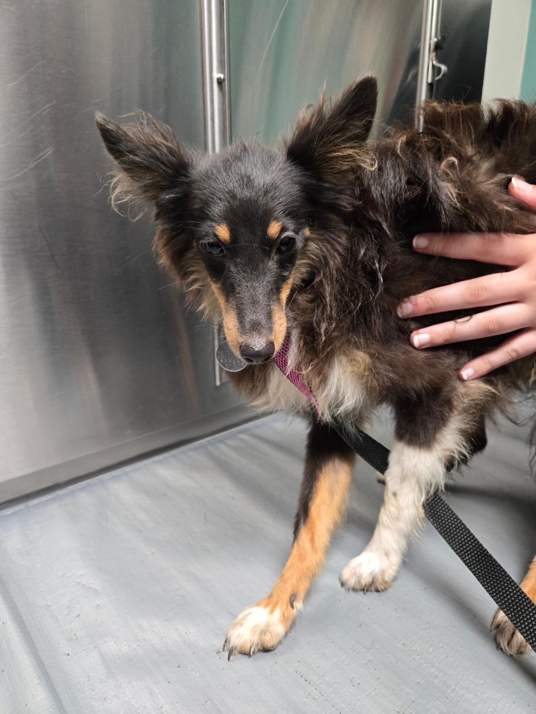 Ozzy, Adopted, Puppy Male Shetland Sheepdog / Sheltie.