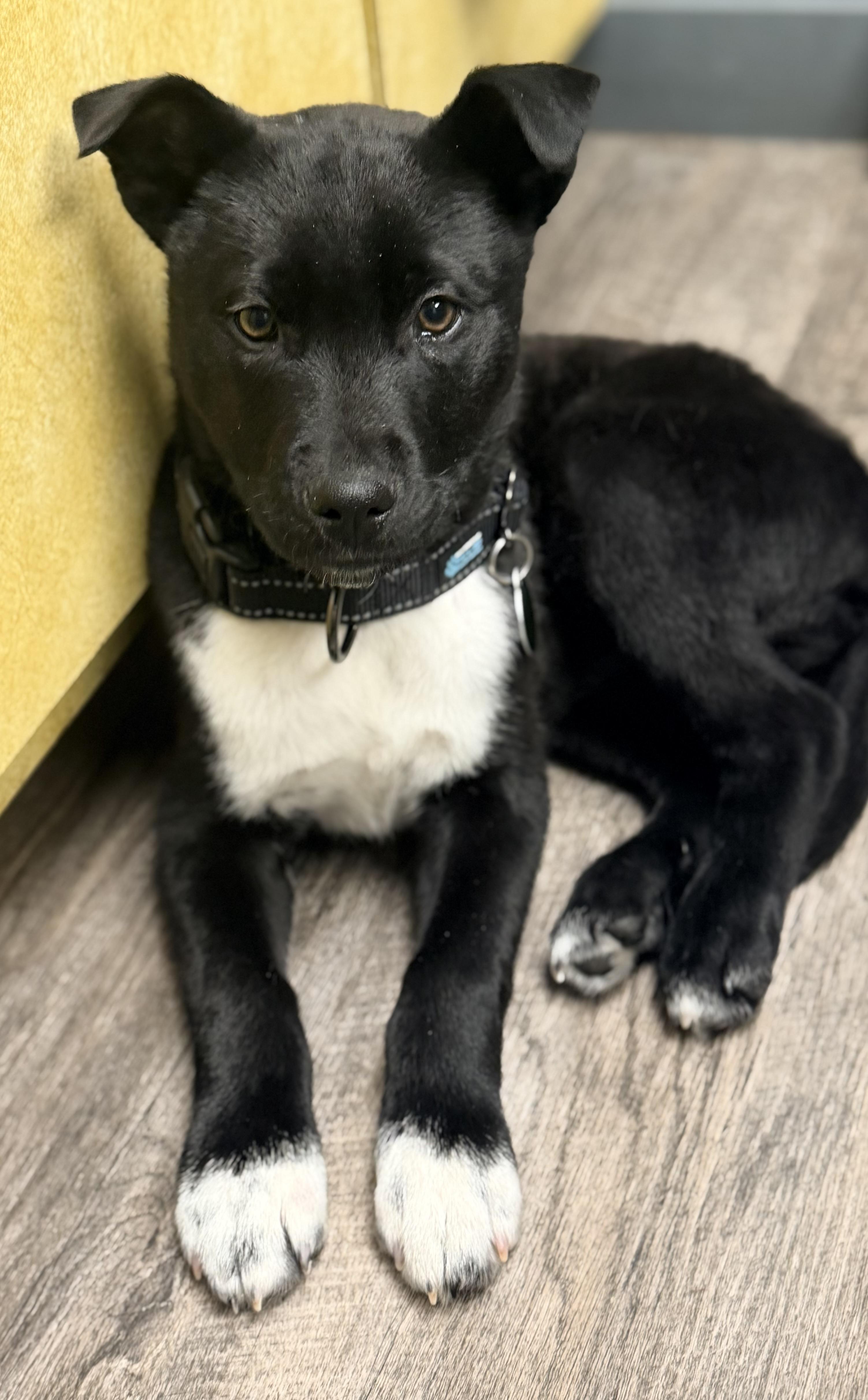 Enlarge Hudson, an adoptable mixed breed in Pittsburgh, PA image 4/6