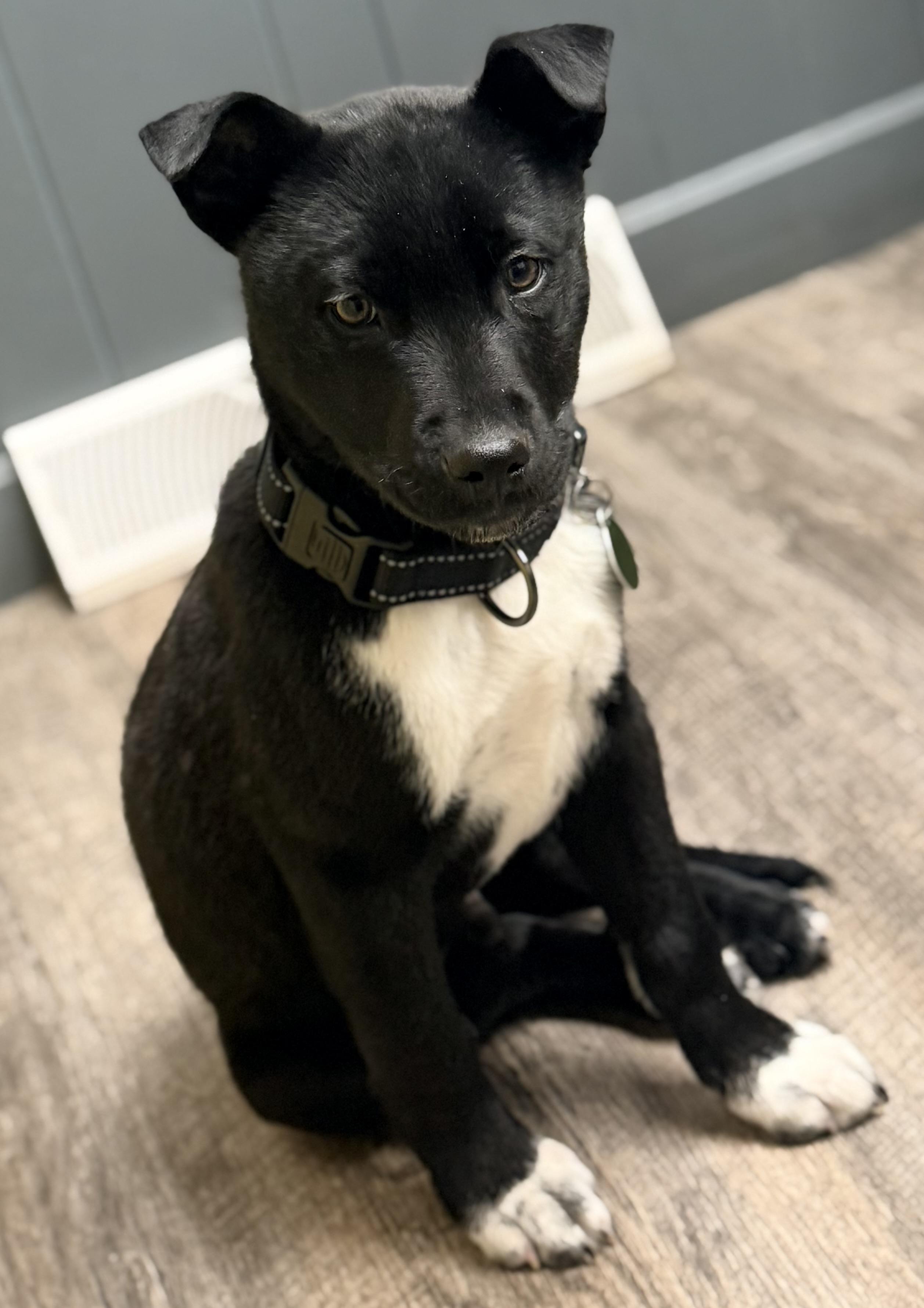 Enlarge Hudson, an adopted mixed breed in Pittsburgh, PA image 2/6