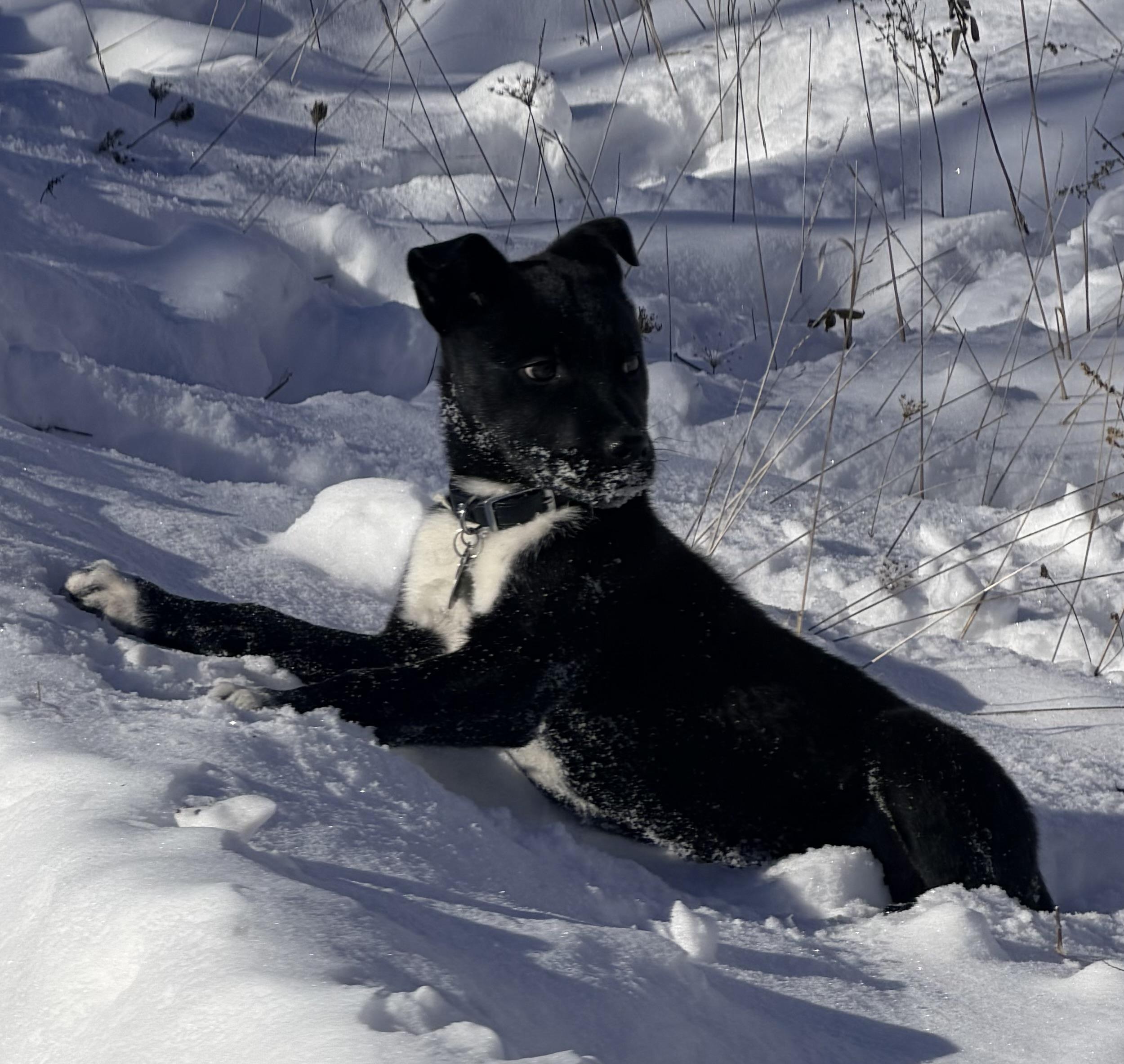 Enlarge Hudson, an adoptable mixed breed in Pittsburgh, PA image 5/6