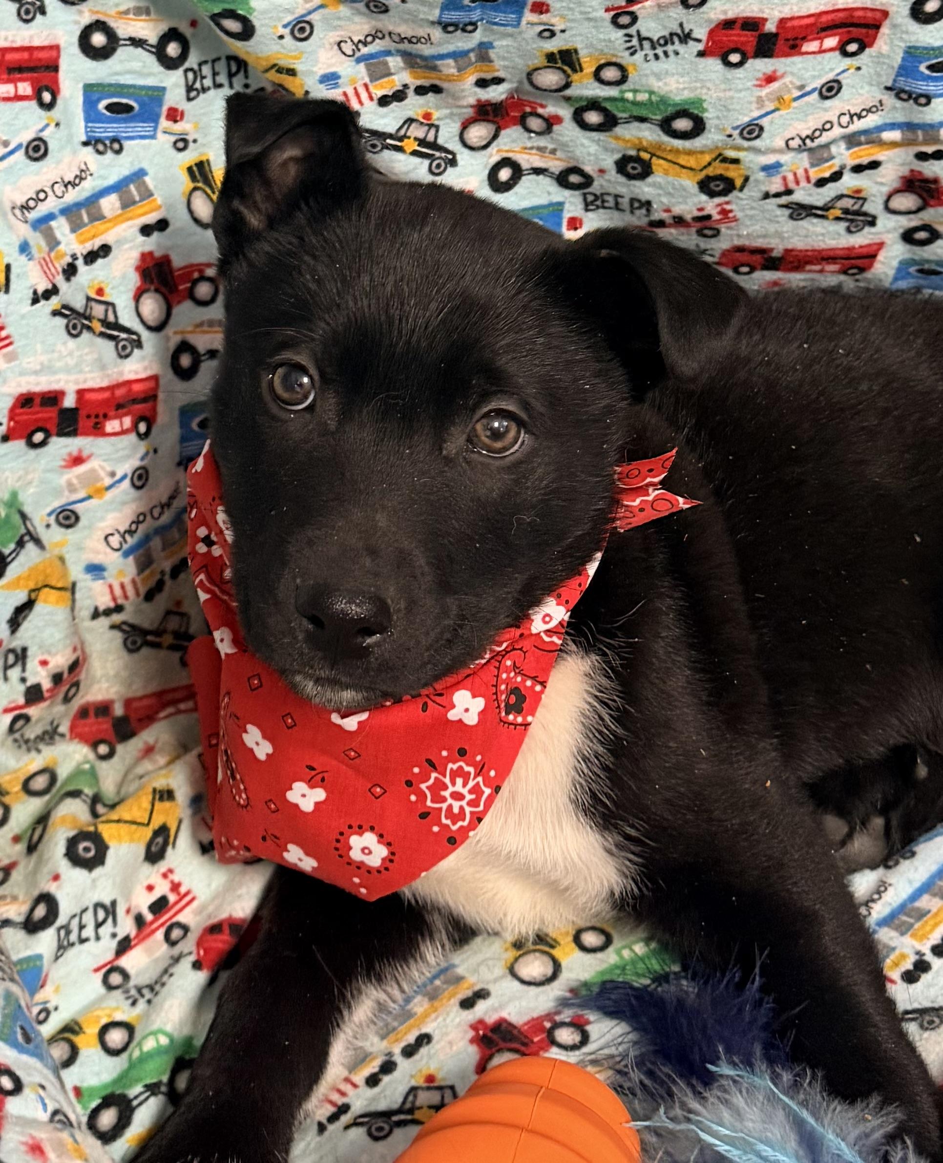 Hudson, an adoptable mixed breed in Pittsburgh, PA image 1/6