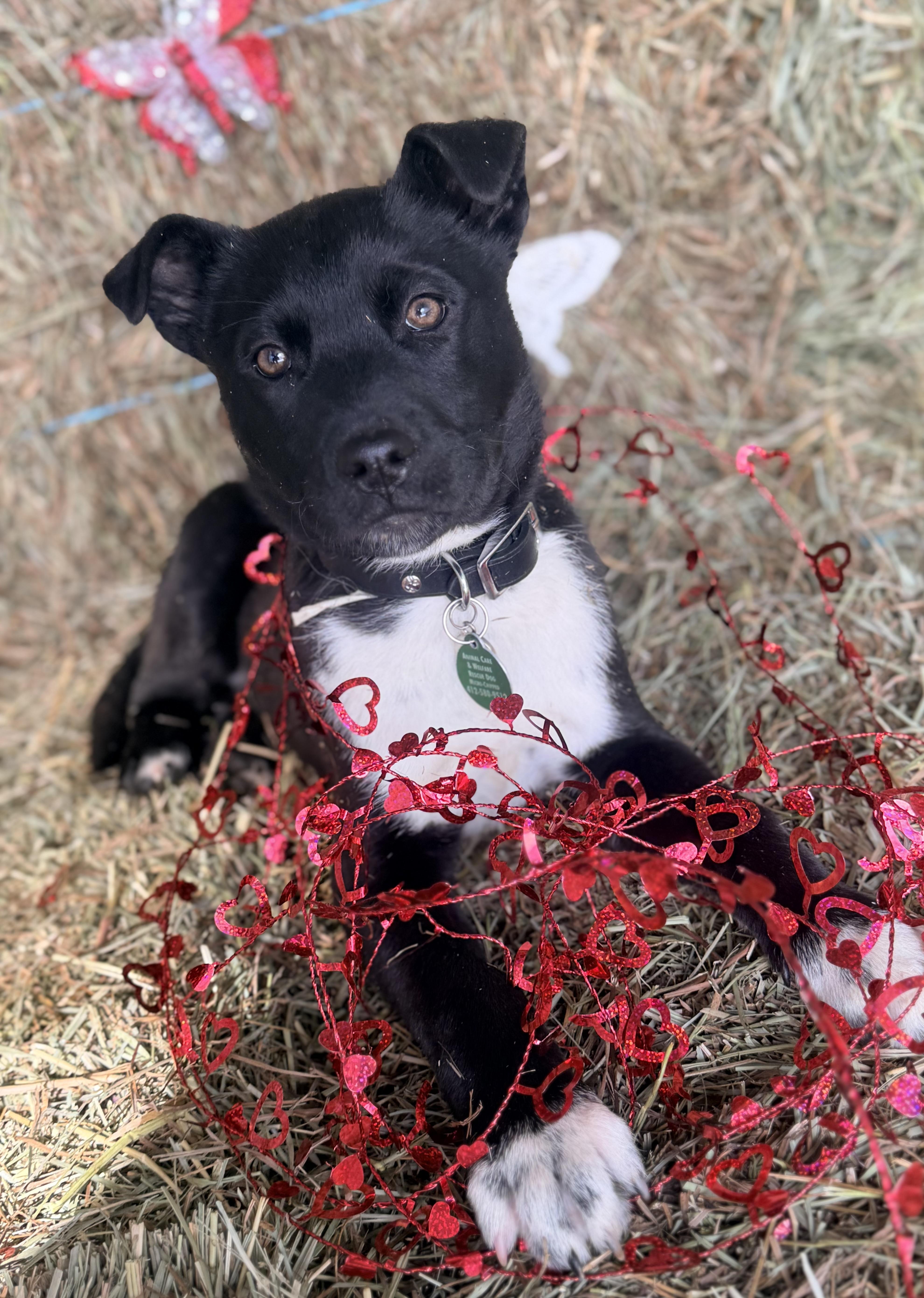Enlarge Hudson, an adoptable mixed breed in Pittsburgh, PA image 3/6