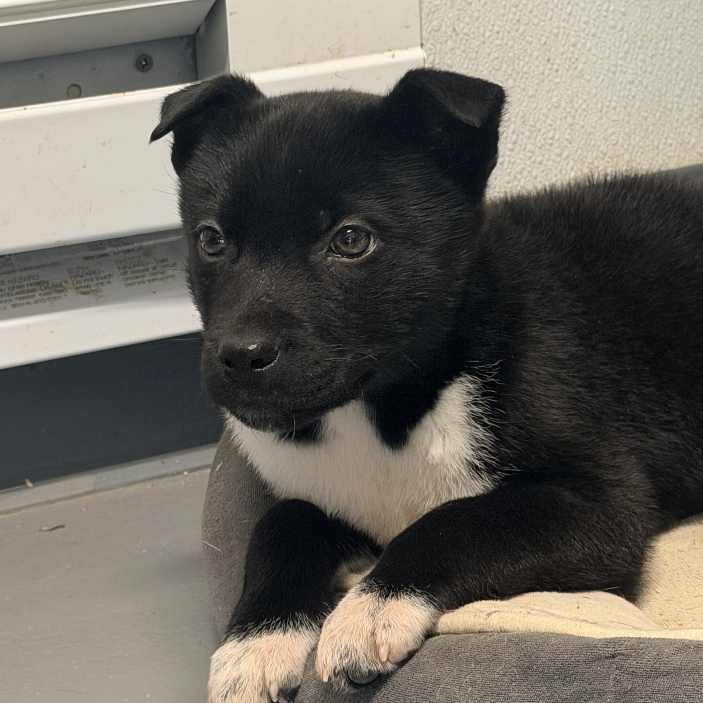 Hudson, an adoptable mixed breed in Pittsburgh, PA image 3/6