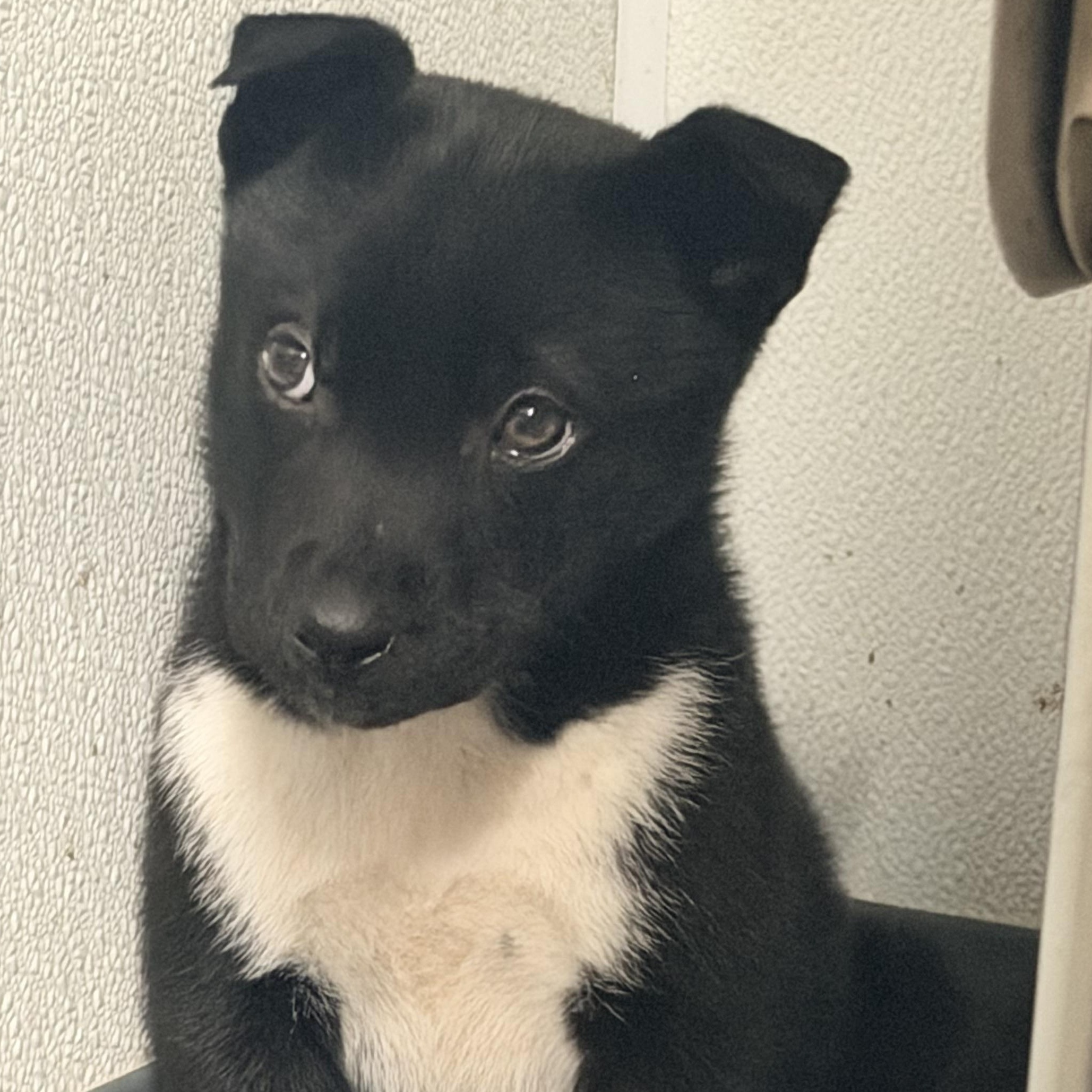 Hudson, an adoptable mixed breed in Pittsburgh, PA image 2/6