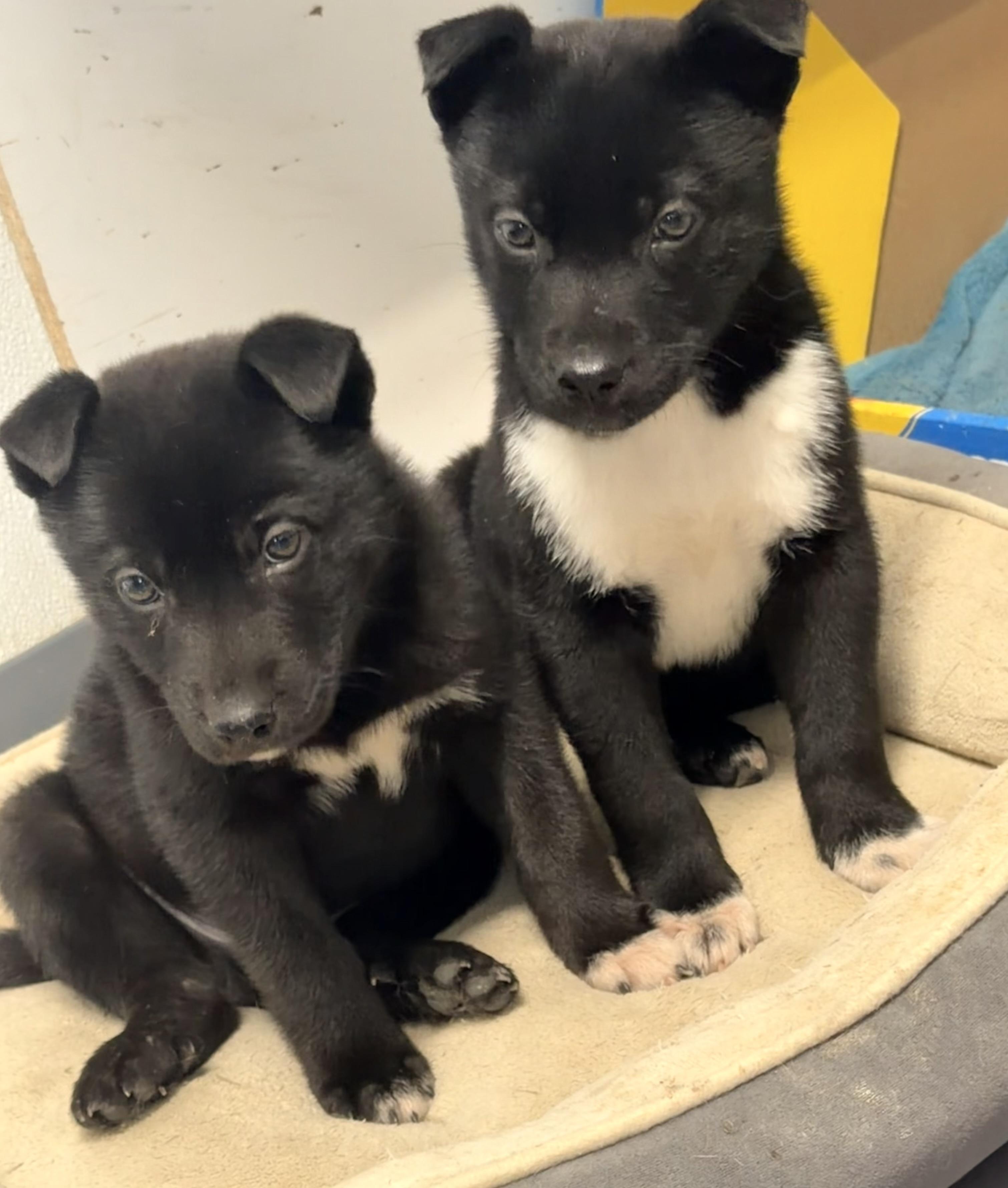 Hudson, an adoptable mixed breed in Pittsburgh, PA image 4/6