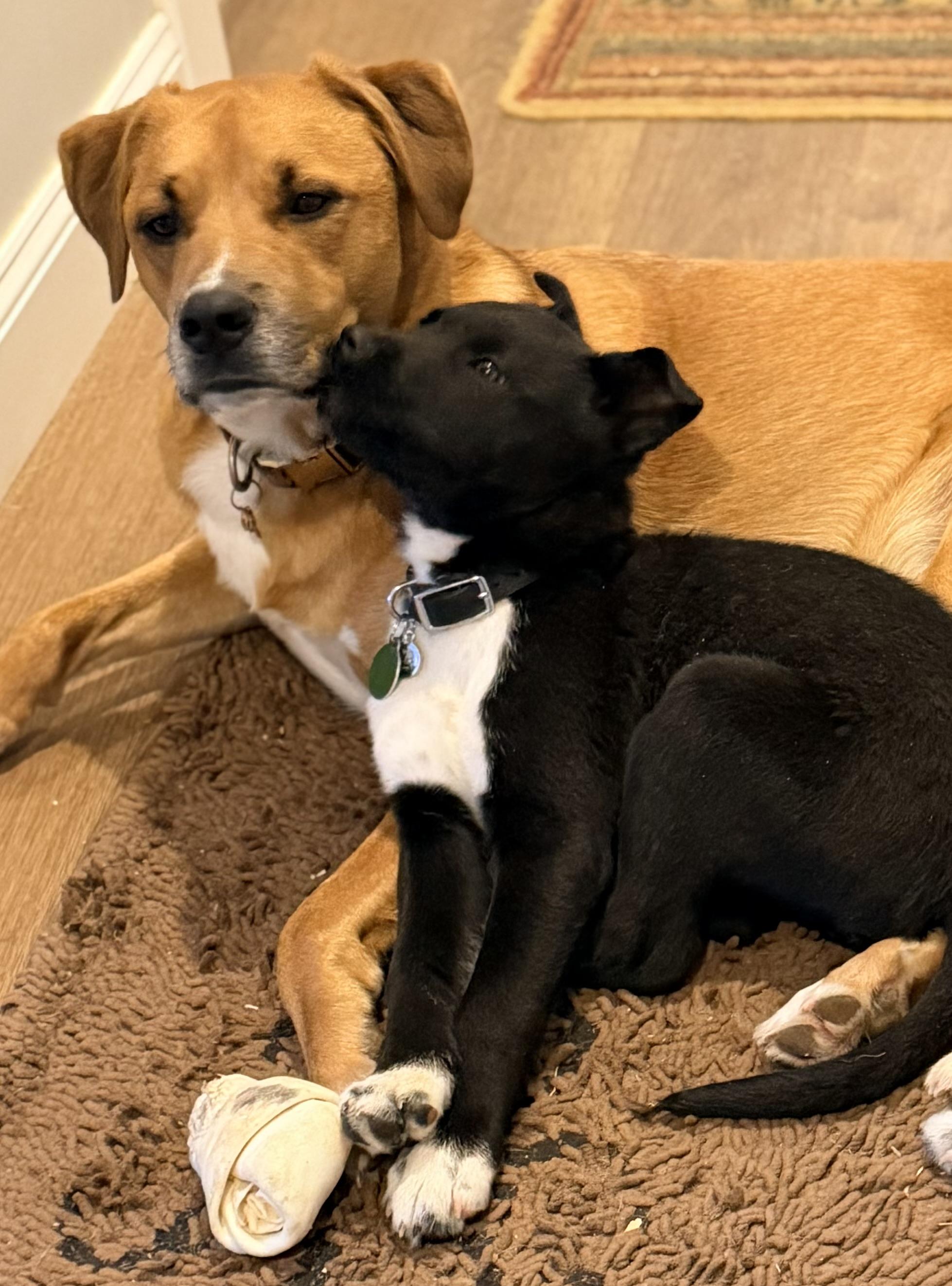 Enlarge Hudson, an adopted mixed breed in Pittsburgh, PA image 5/6