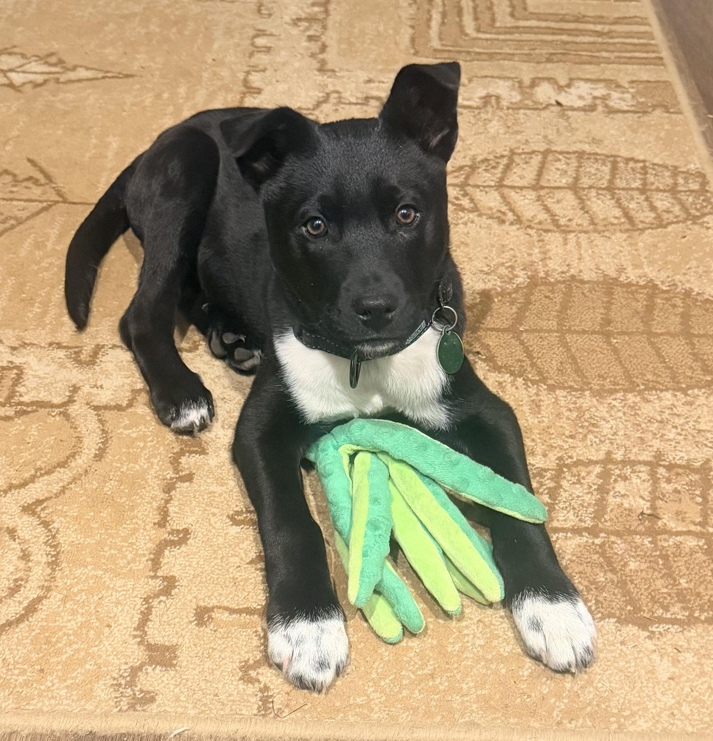 Hudson, adopted, Puppy Male Husky & Mixed Breed.