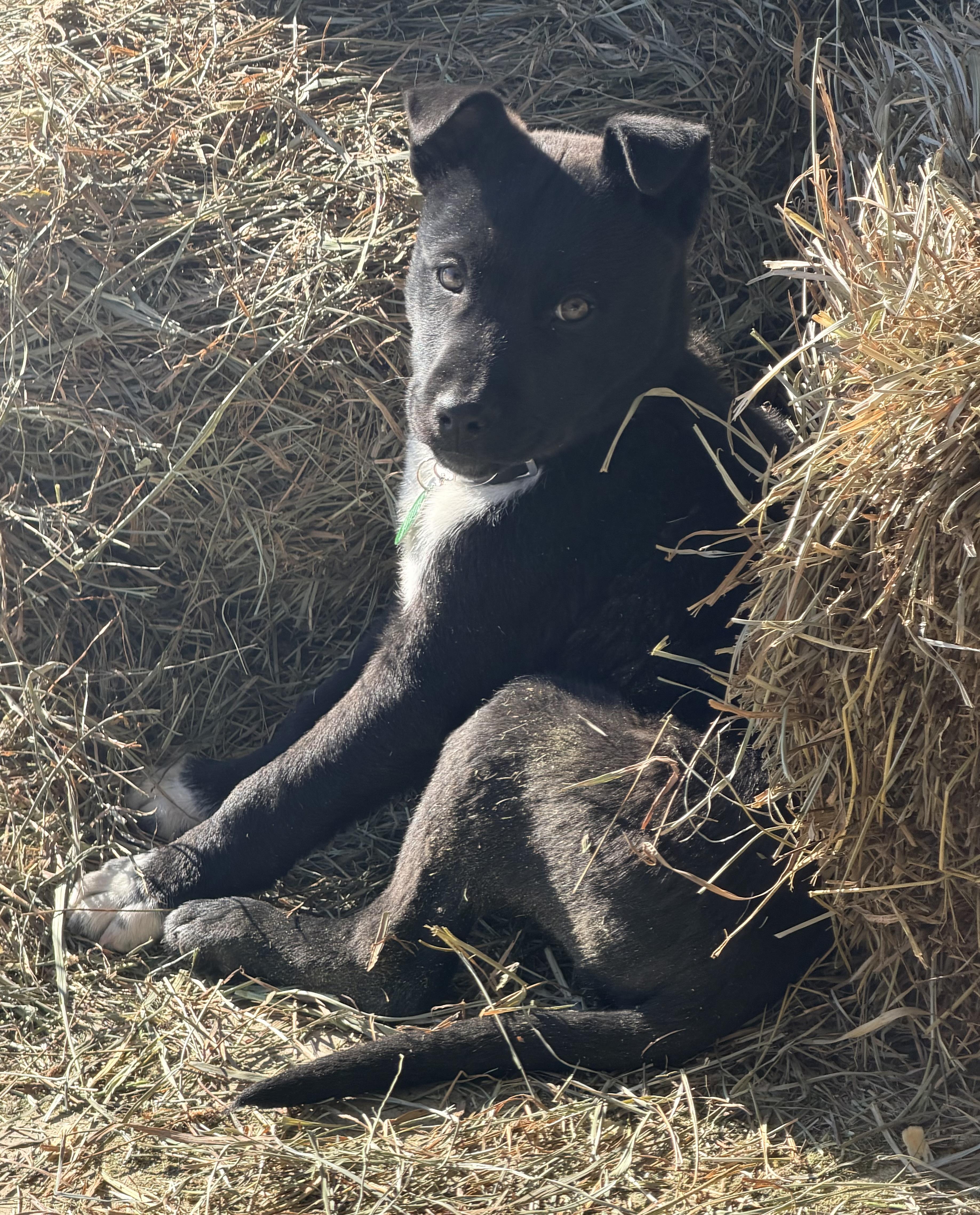 Enlarge Hudson, an adoptable mixed breed in Pittsburgh, PA image 2/6