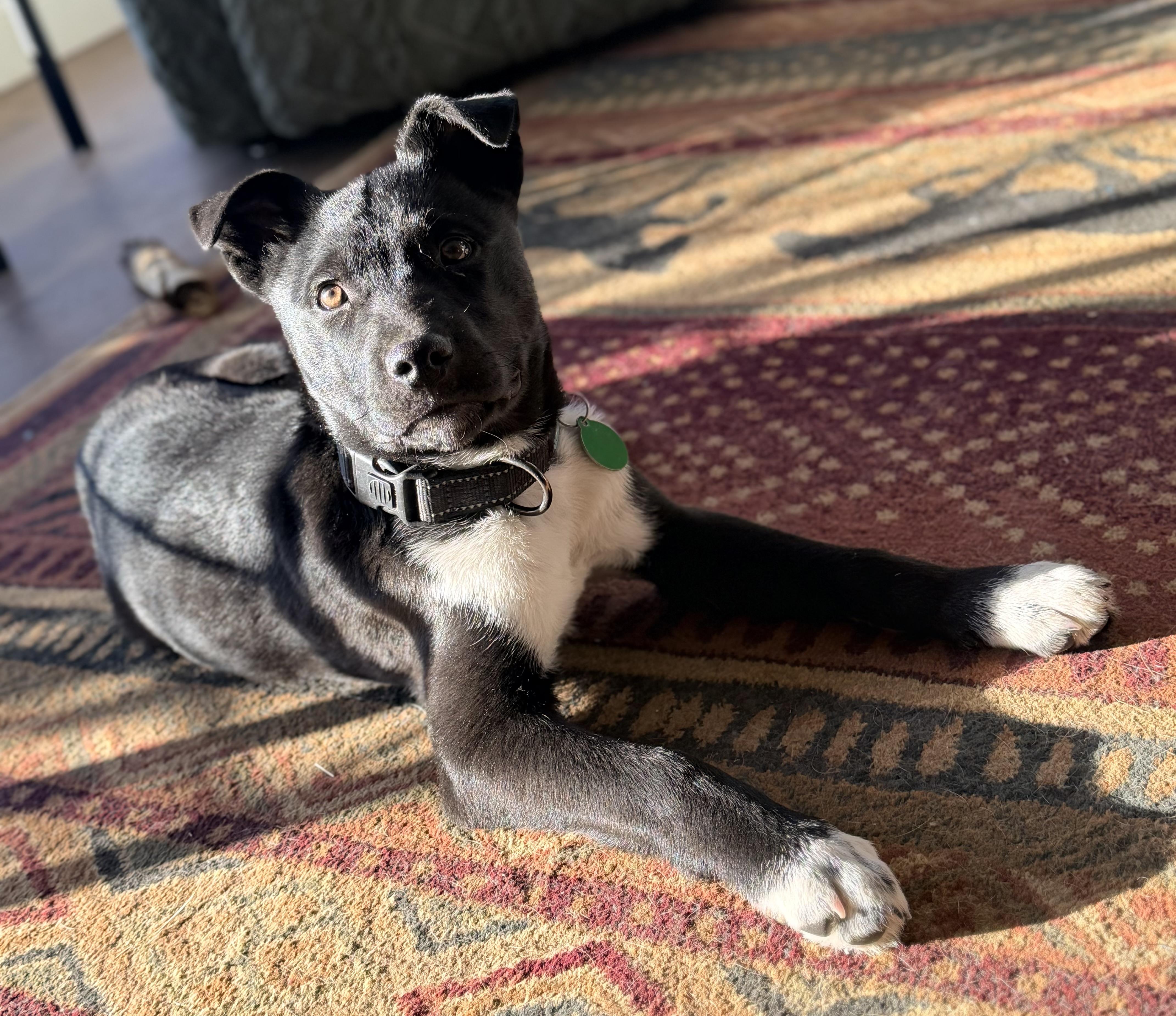 Enlarge Hudson, an adopted mixed breed in Pittsburgh, PA image 6/6