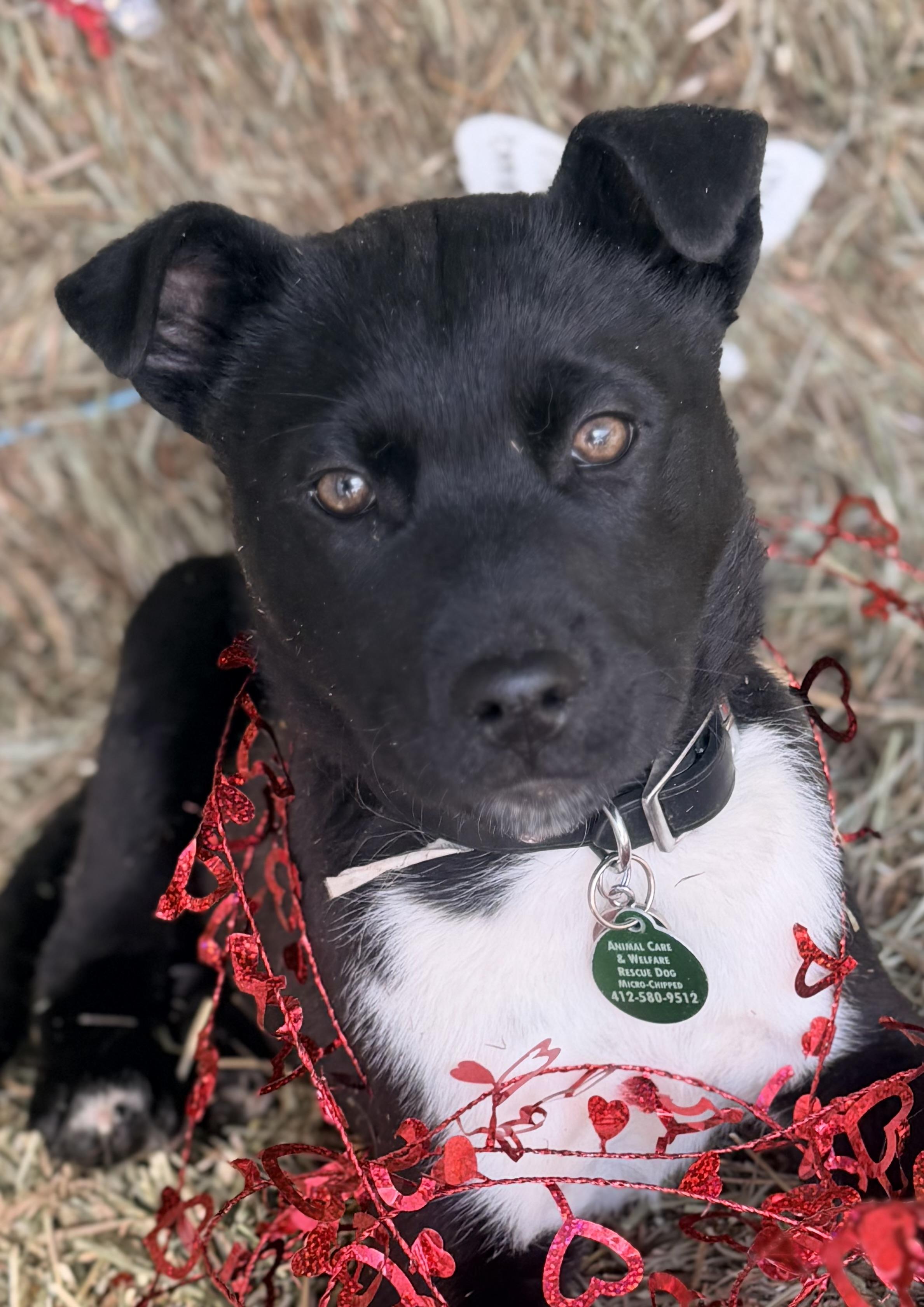 Enlarge Hudson, an adoptable mixed breed in Pittsburgh, PA image 1/6
