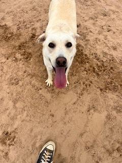 Enlarge Pippa, a Adoptable mixed breed in Puerto Penasco, SON image 1/2