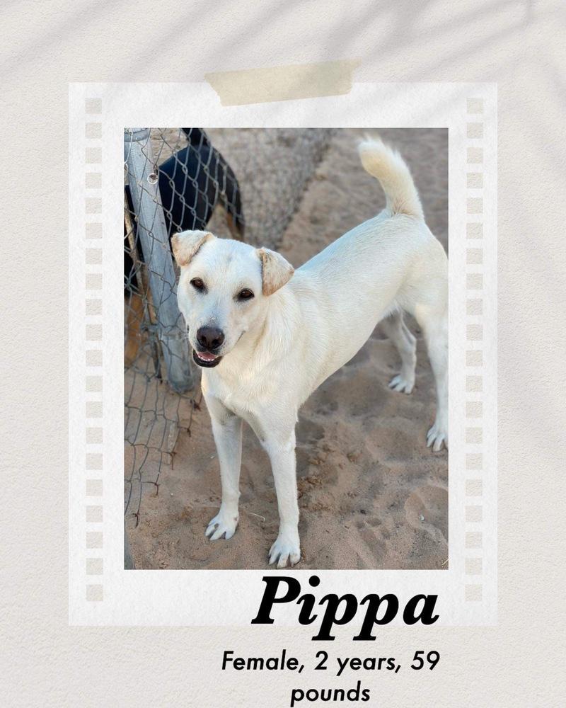Enlarge Pippa, a Adoptable mixed breed in Puerto Penasco, SON image 2/2