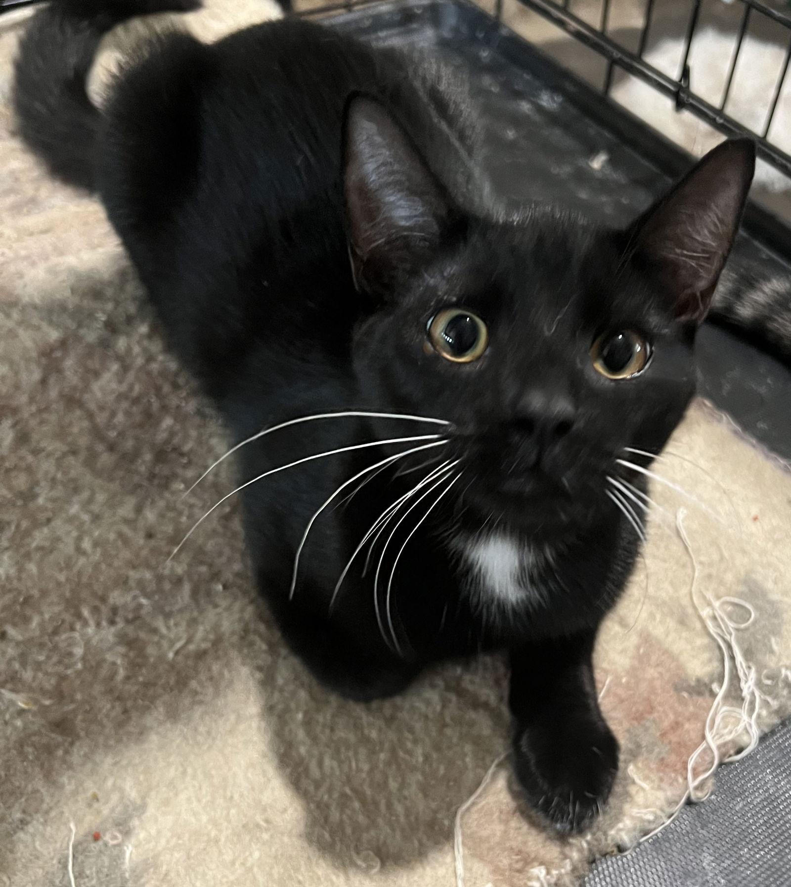 Pepper, Adoptable, Young Male Domestic Short Hair.