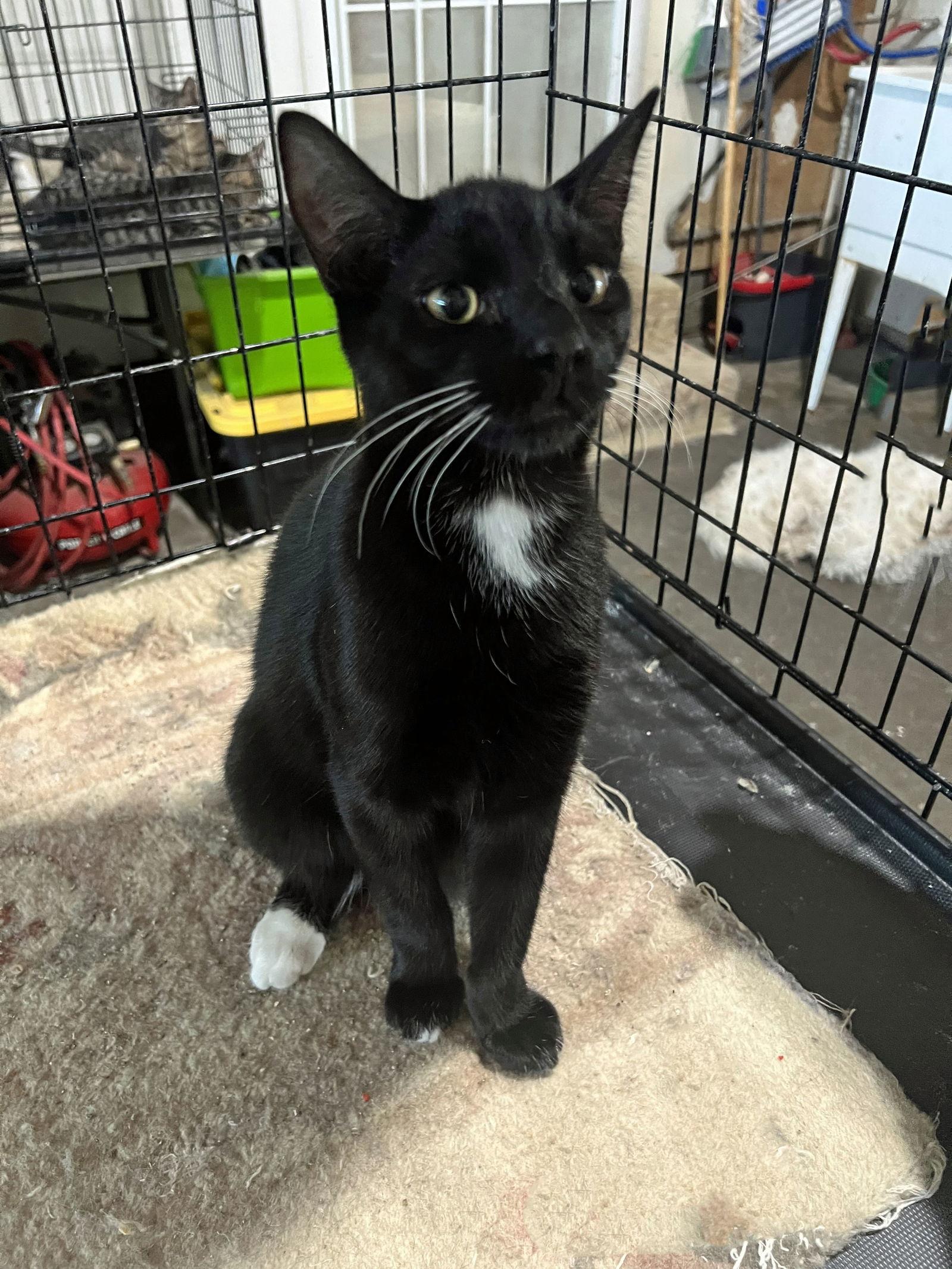 Enlarge Pepper, a Adoptable Domestic Short Hair in Walnut Creek, CA image 3/3