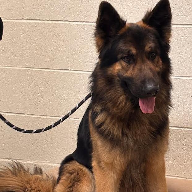 Moose (26-072), Adoptable, Adult Male German Shepherd Dog.