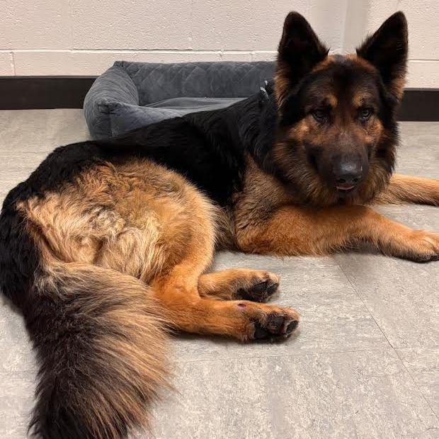 Moose (26-072), a Adoptable German Shepherd Dog in New Ringgold, PA image 2/2