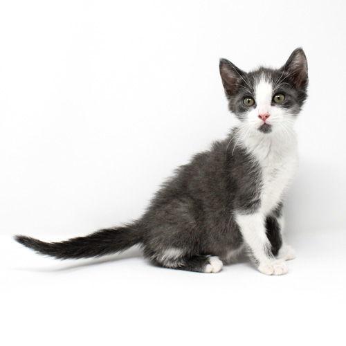 Enlarge Mauchie, a Adopted Domestic Short Hair in Florence, AZ image 1/1