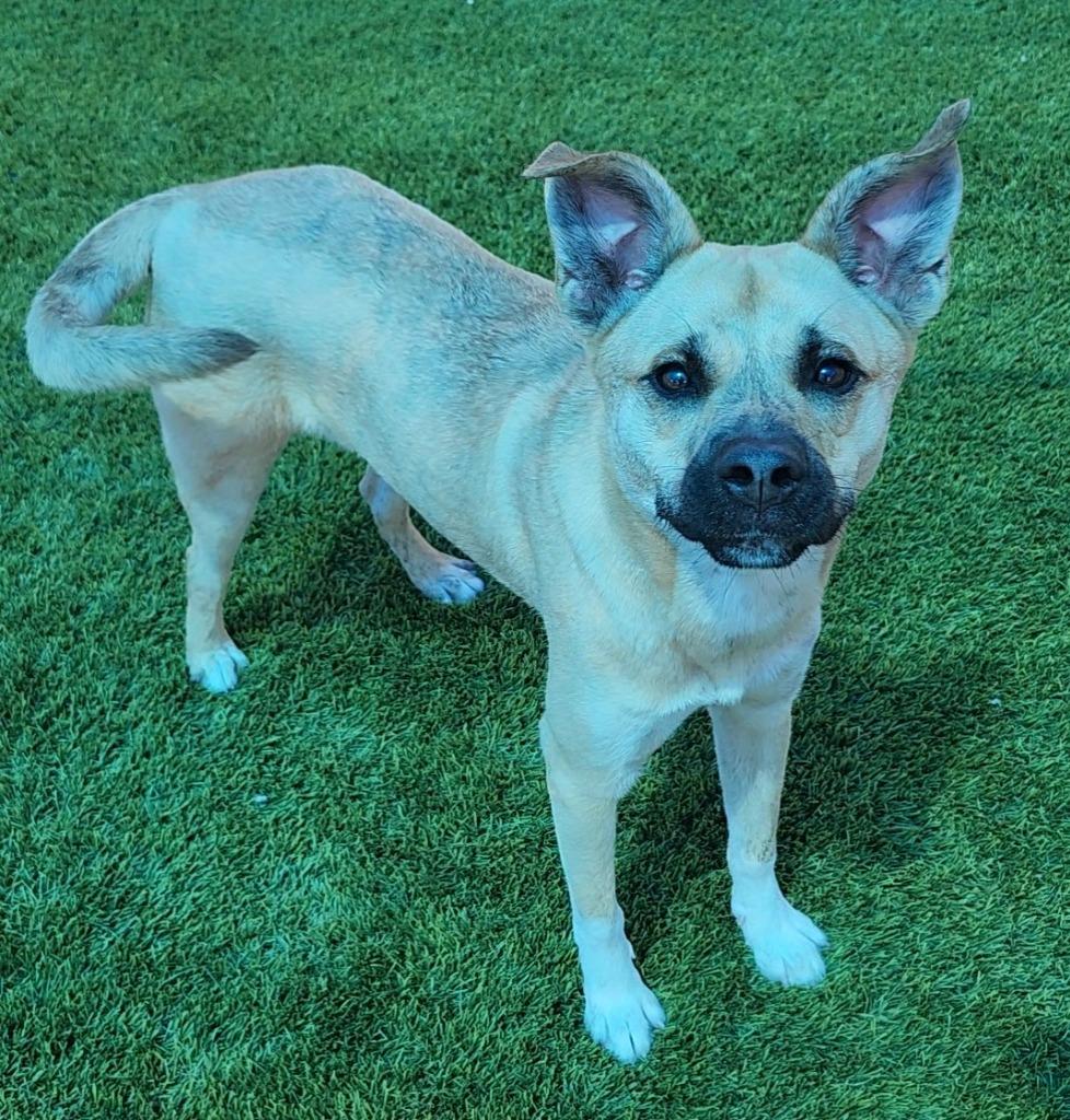 Penelope, Adoptable, Young Female Mixed Breed.