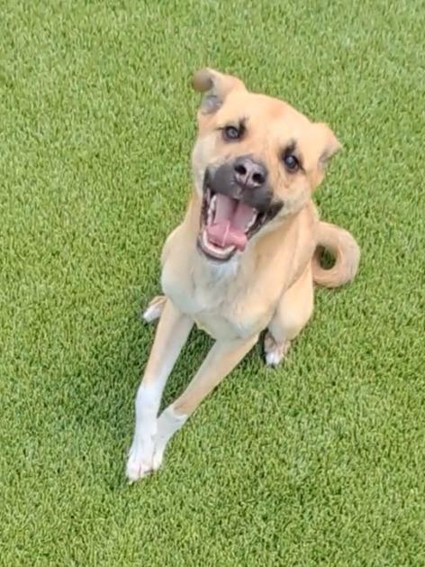 Penelope, a Adoptable Mixed Breed in Frankfort, KY image 3/3