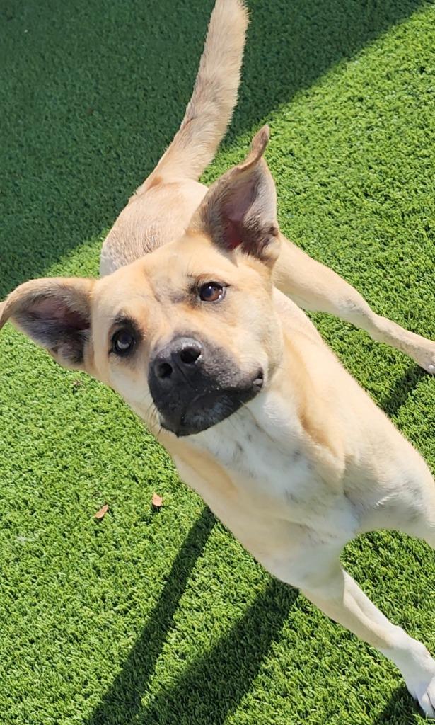 Penelope, Adoptable, Young Female Mixed Breed.