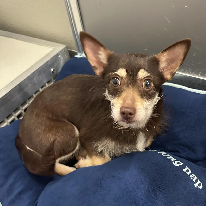 Maple, Adoptable, Adult Female Mixed Breed.