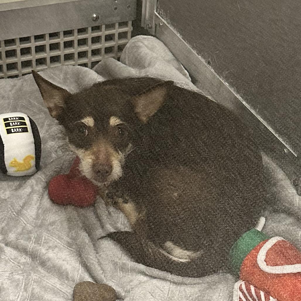 Enlarge Maple, a Adoptable Mixed Breed in Hinsdale, IL image 2/2