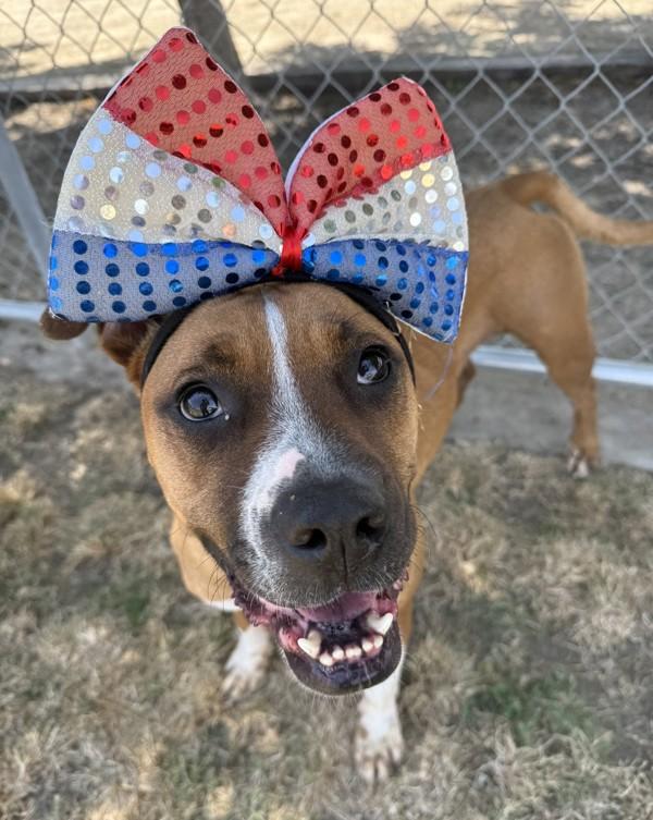 Enlarge Fiona, a Adoptable mixed breed in Tulare, CA image 1/6