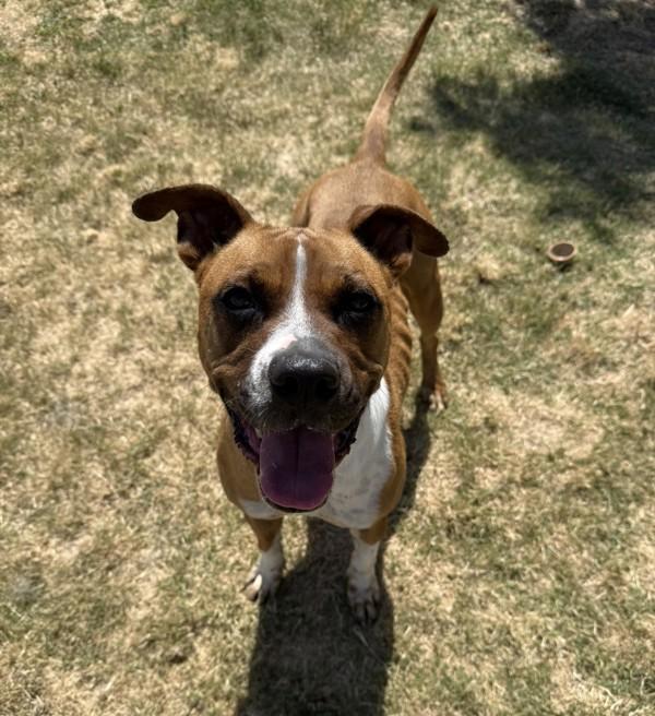 Fiona, a Adoptable mixed breed image 3/6