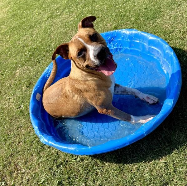 Fiona, a Adoptable mixed breed image 4/6