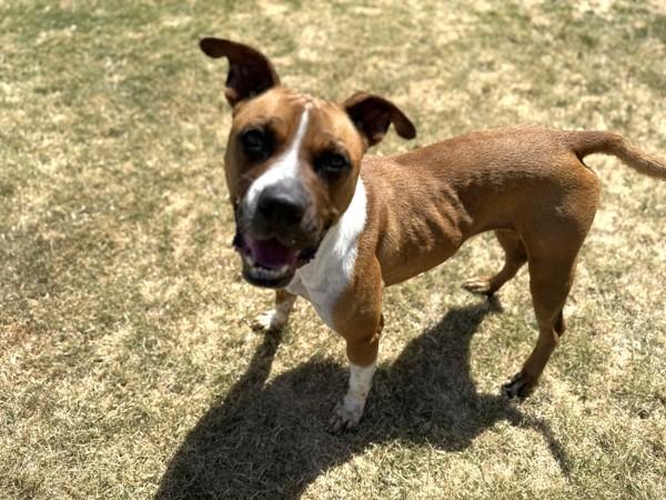 Fiona, a Adoptable mixed breed image 5/6