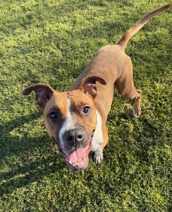 Fiona, a Adoptable mixed breed image 6/6