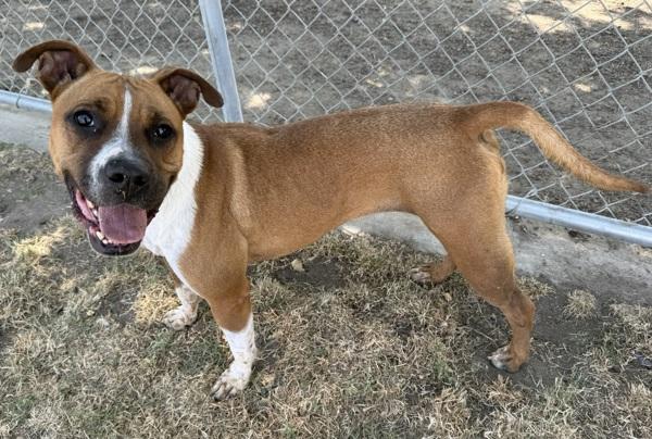 Enlarge Fiona, a Adoptable mixed breed in Tulare, CA image 5/6