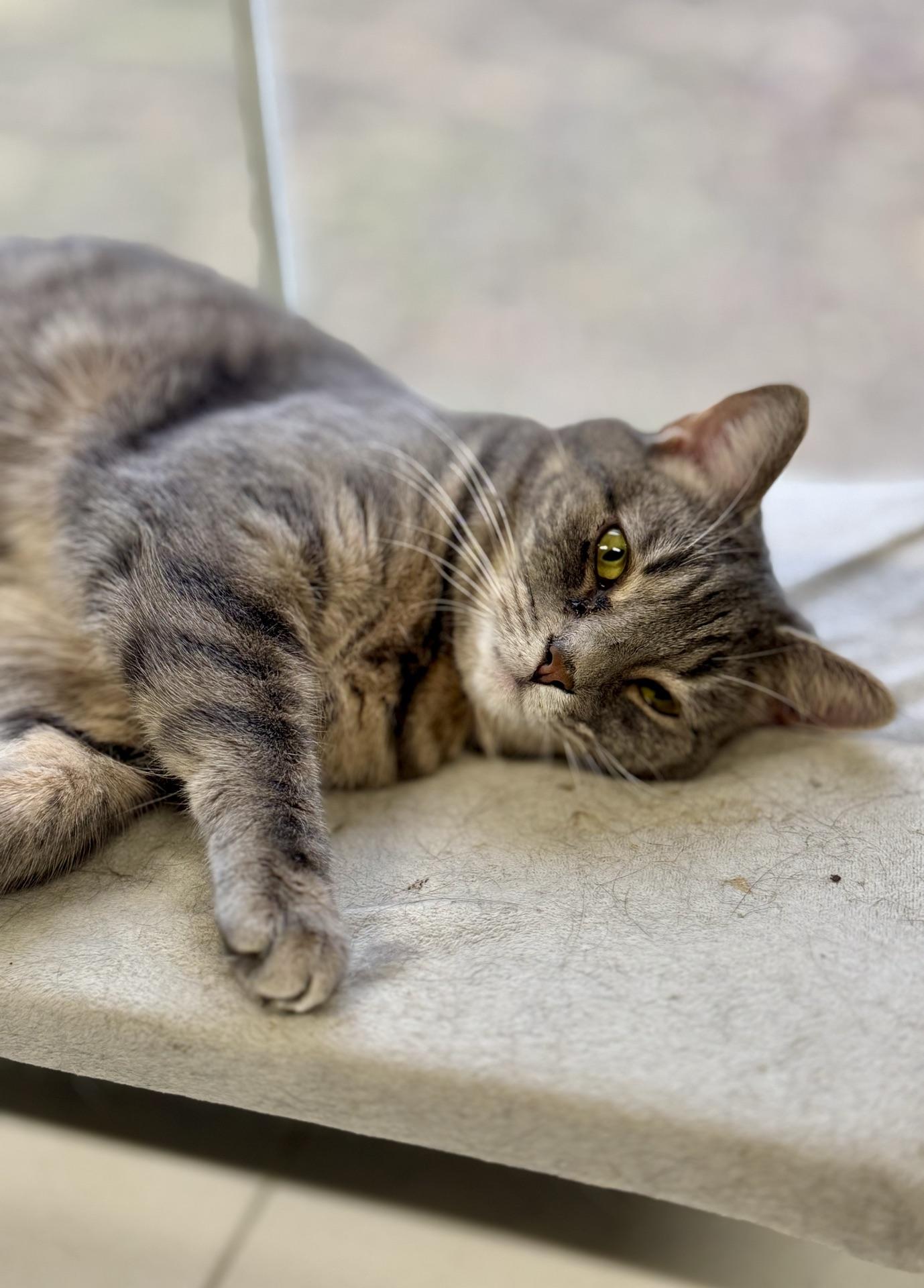 Enlarge Aspen, a Adoptable Tabby in Greensburg, PA image 4/6