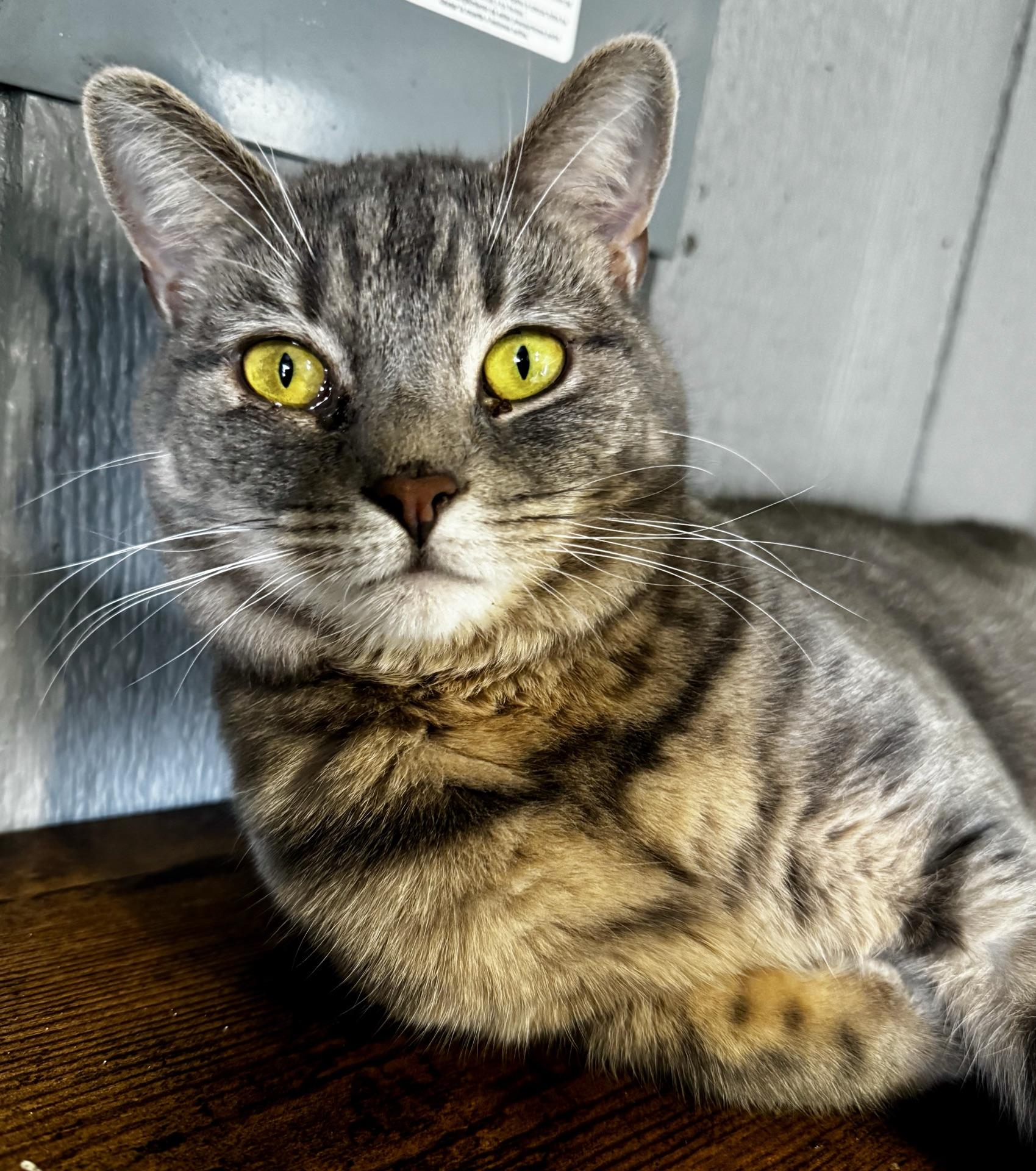 Aspen, Adoptable, Young Female Tabby.