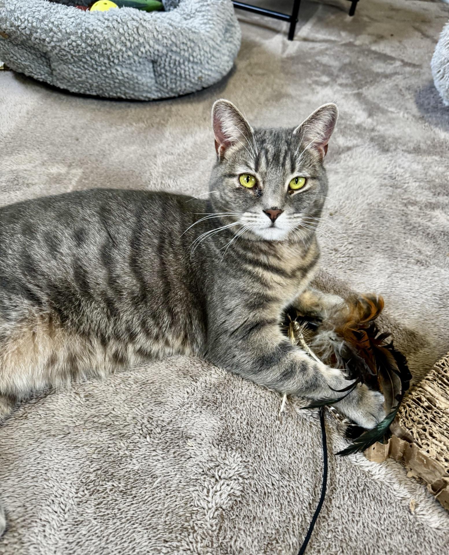 Enlarge Aspen, a Adoptable Tabby in Greensburg, PA image 5/6